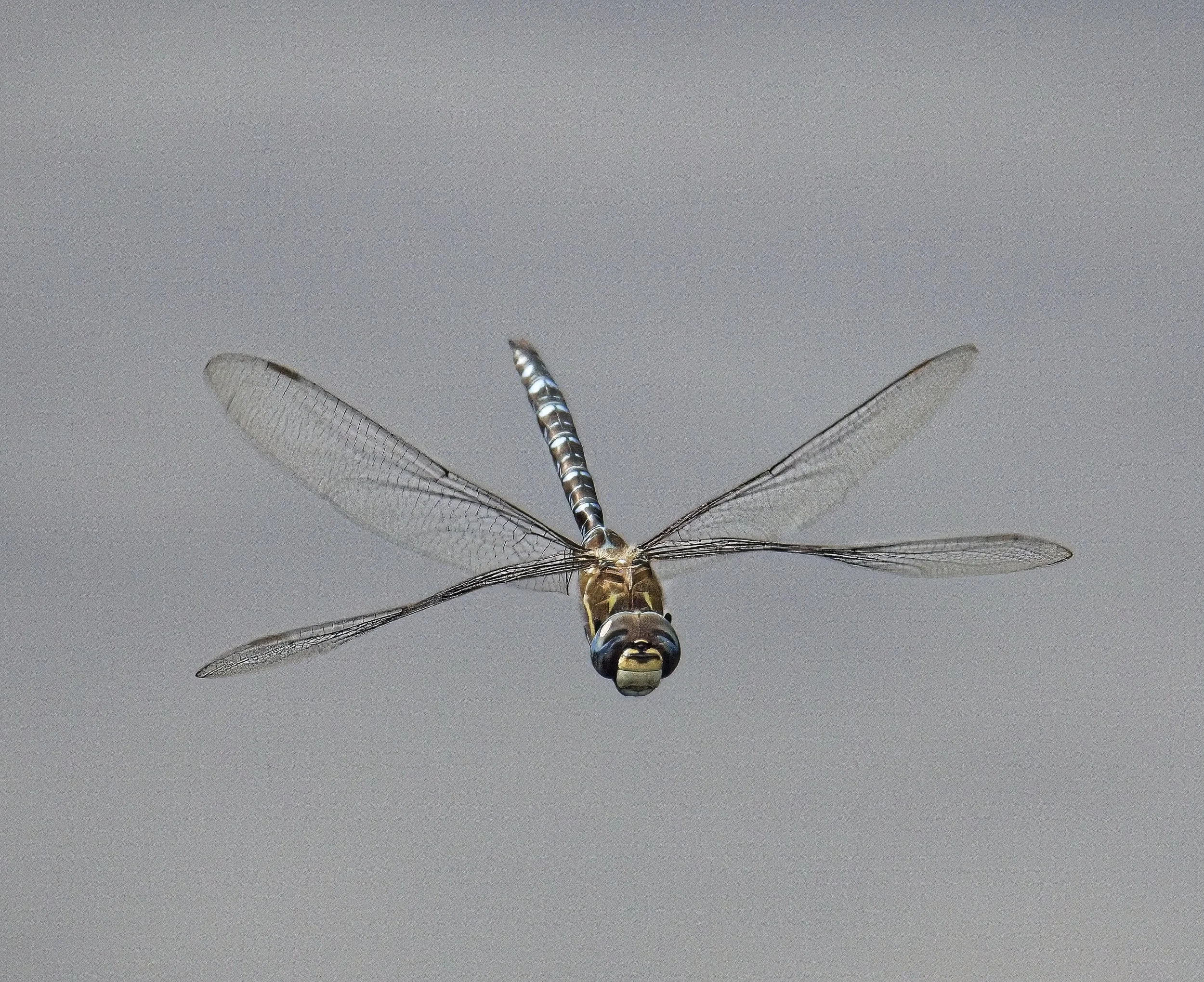 010 Aeshna mixta M.jpg