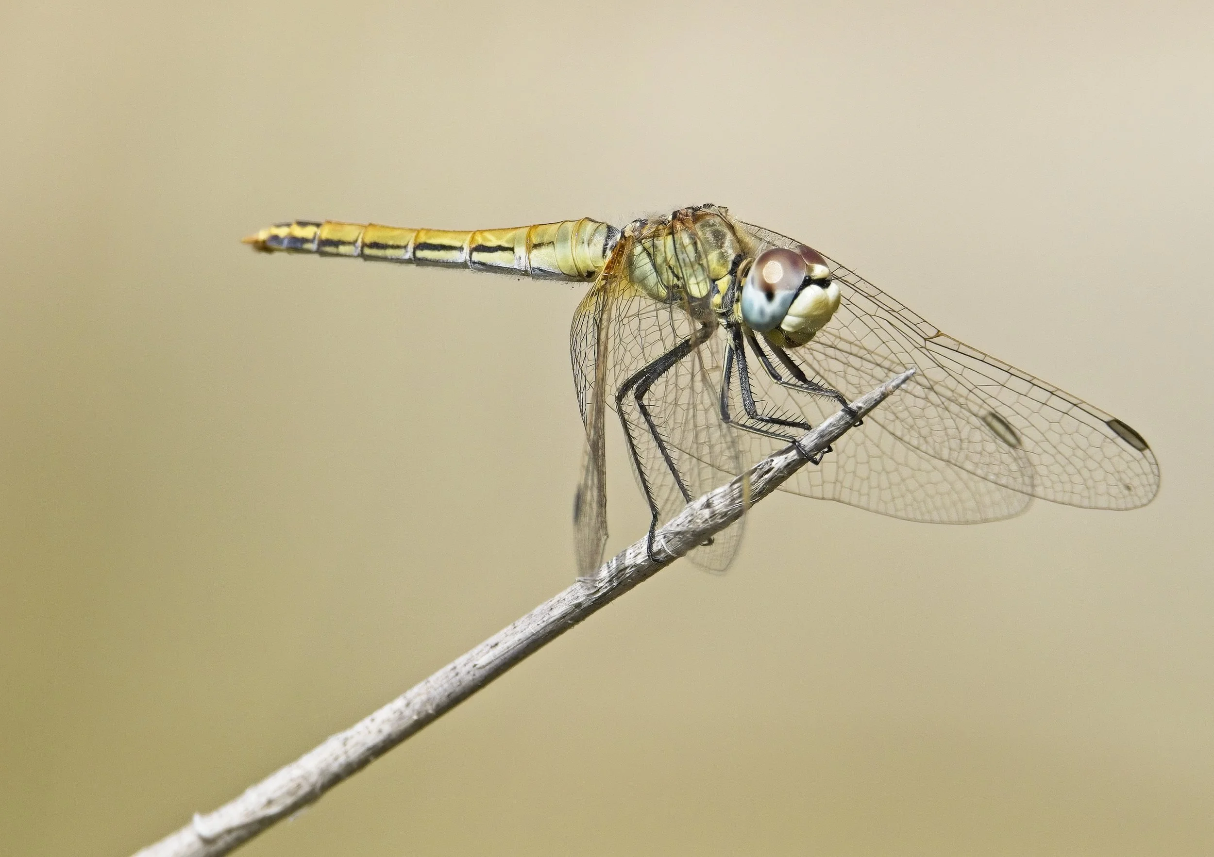 013 Sympetrum fonscolombii H.jpg