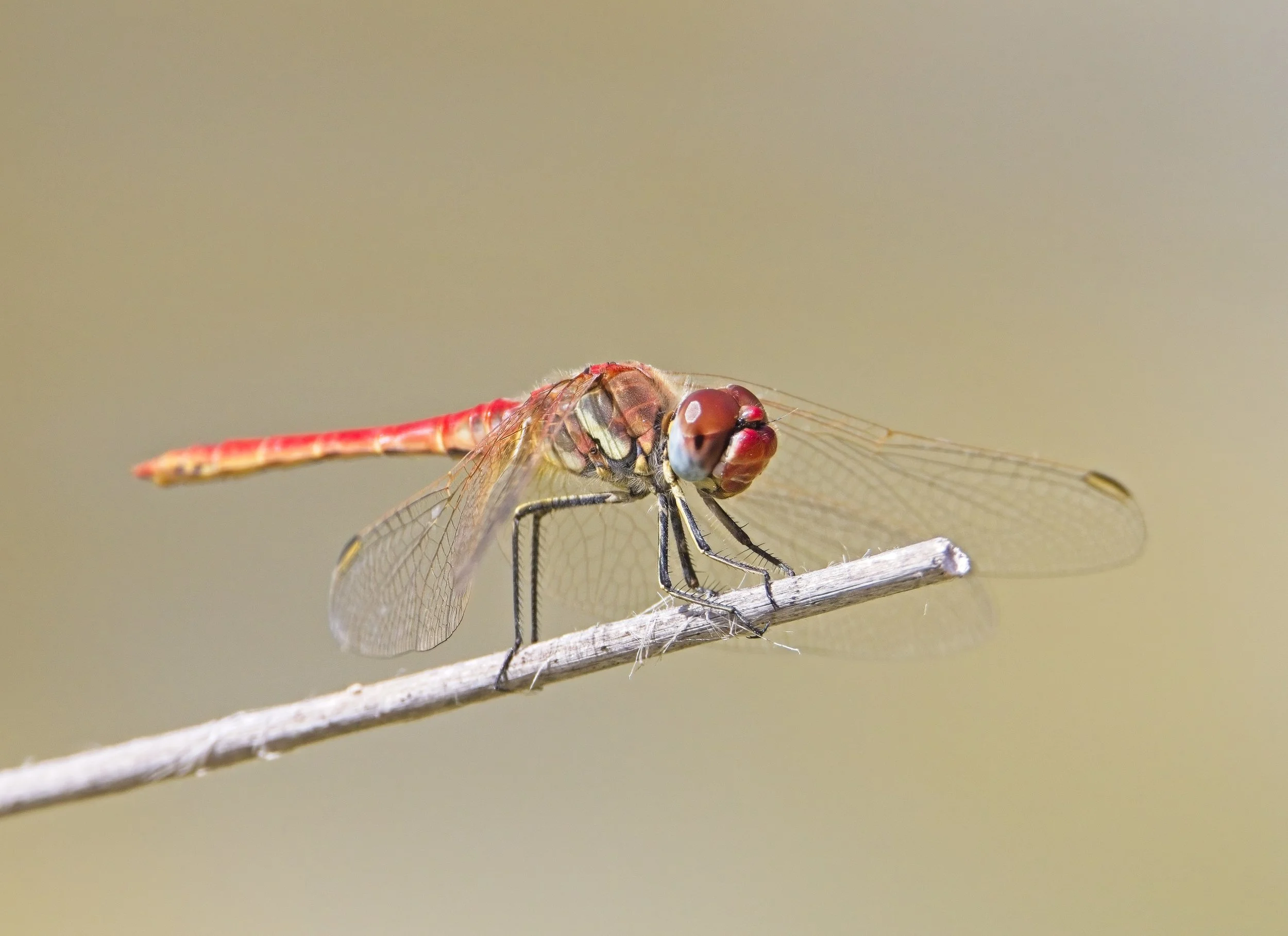 014 Sympetrum fonscolombii M.jpg
