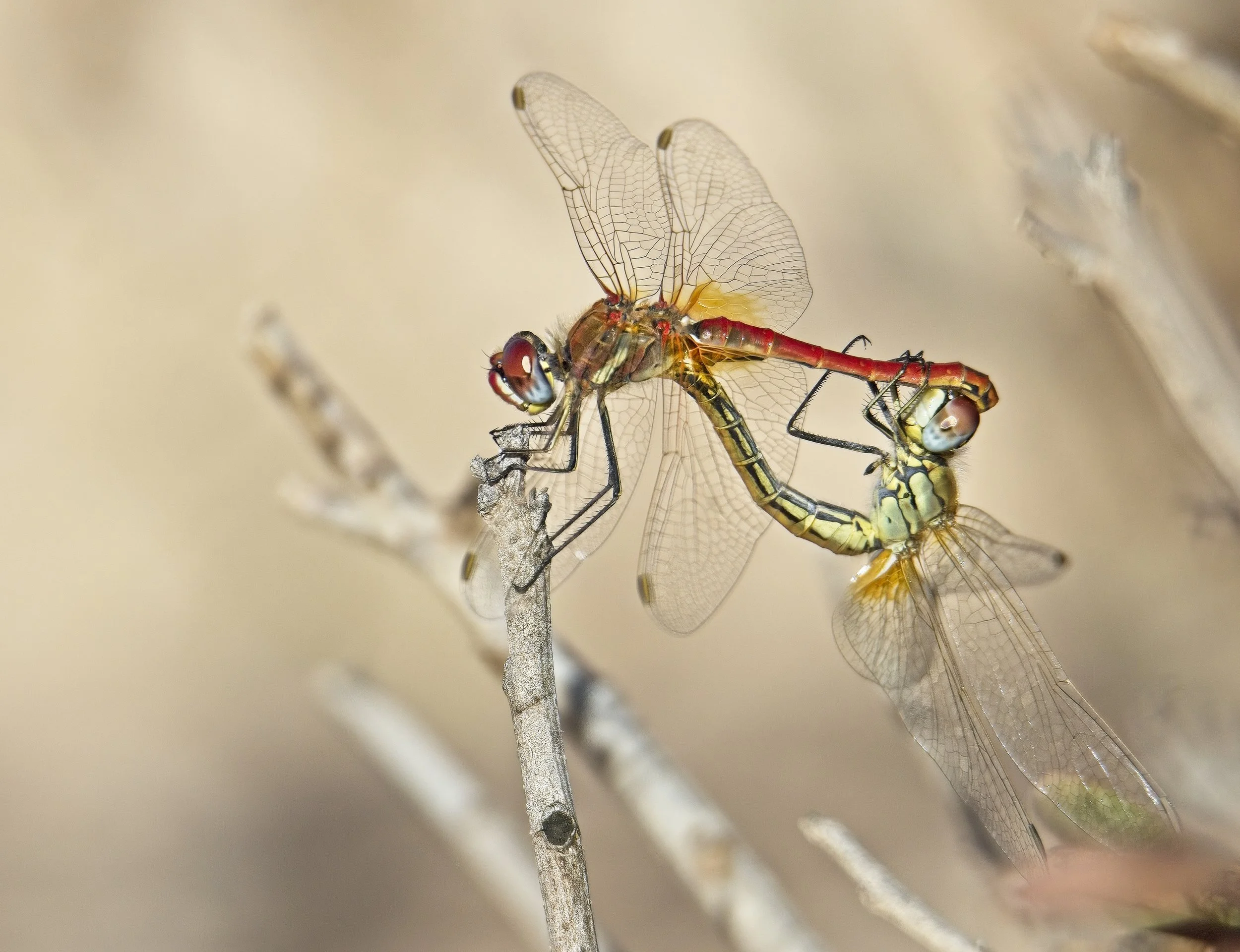 015 S. fonscolombii tandem.jpg