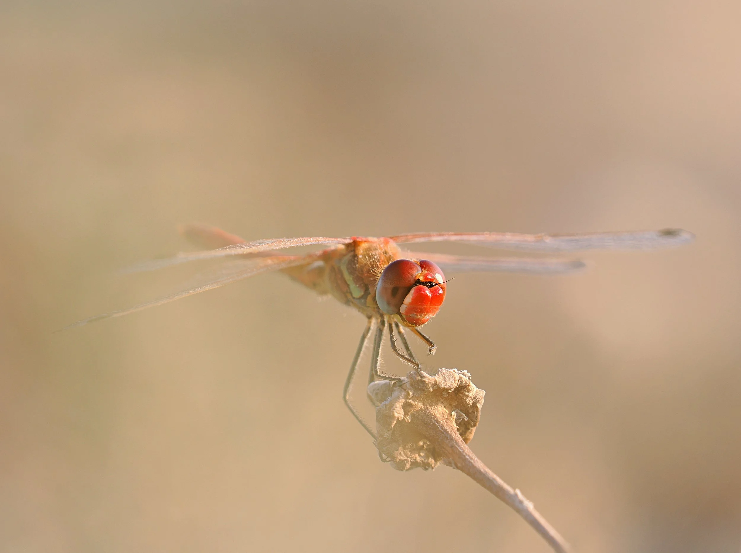 017 Sympetrum fonscolombii JSans.jpg