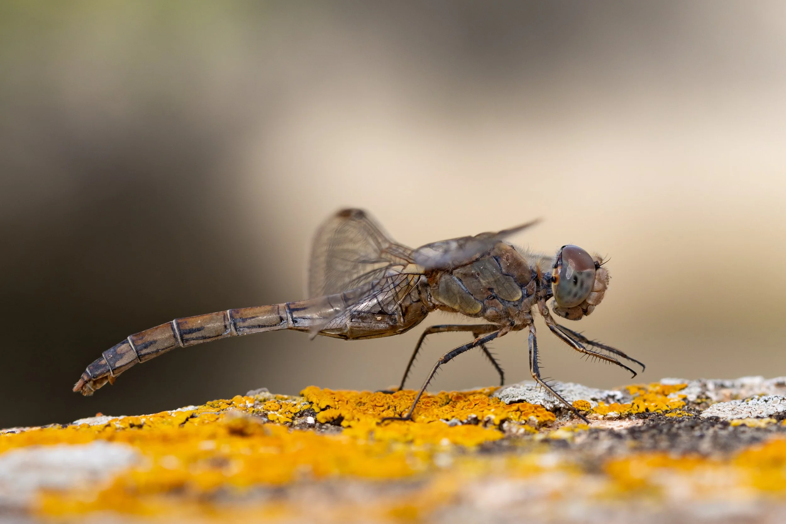 018 Sympetrum_fonscolombii_masclevell.jpg
