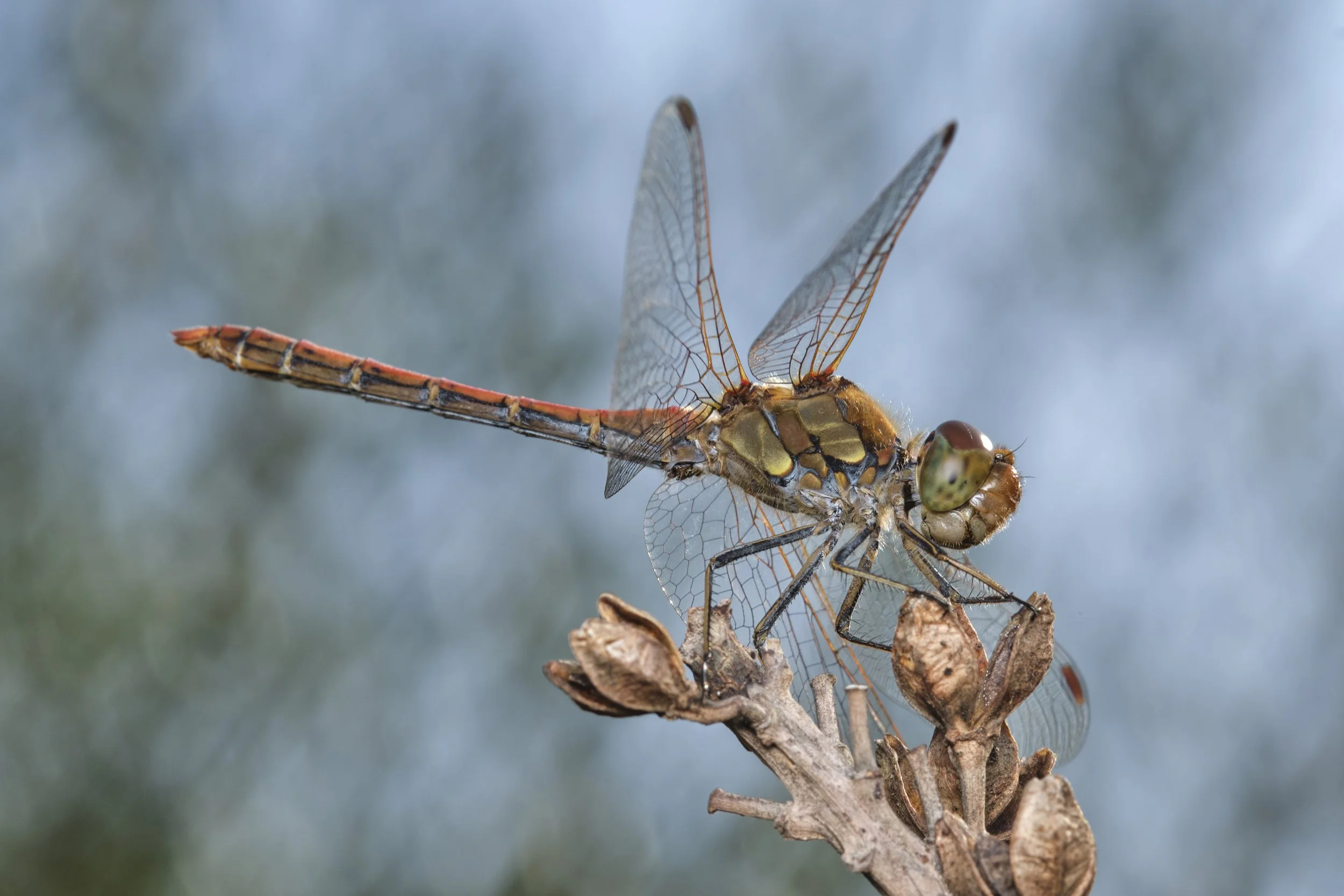 019 Ismael Martínez Marí - Sympetrum striolatum.jpg