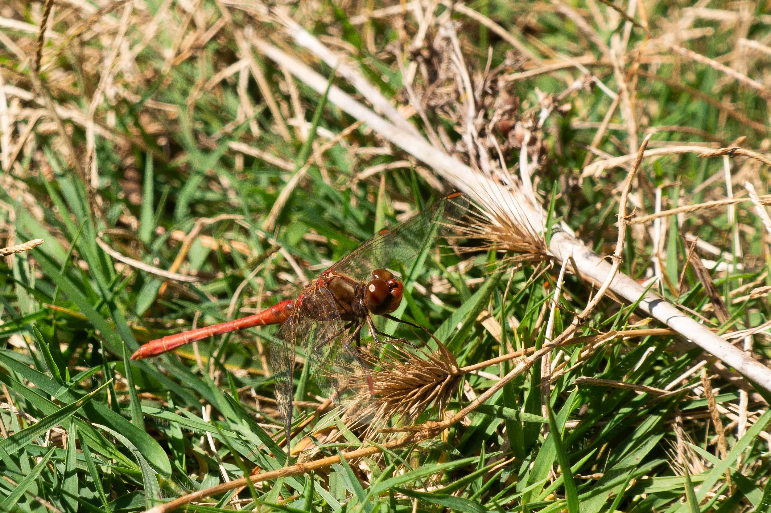 021 Sympetrum meridionale Toni Muñoz.jpg