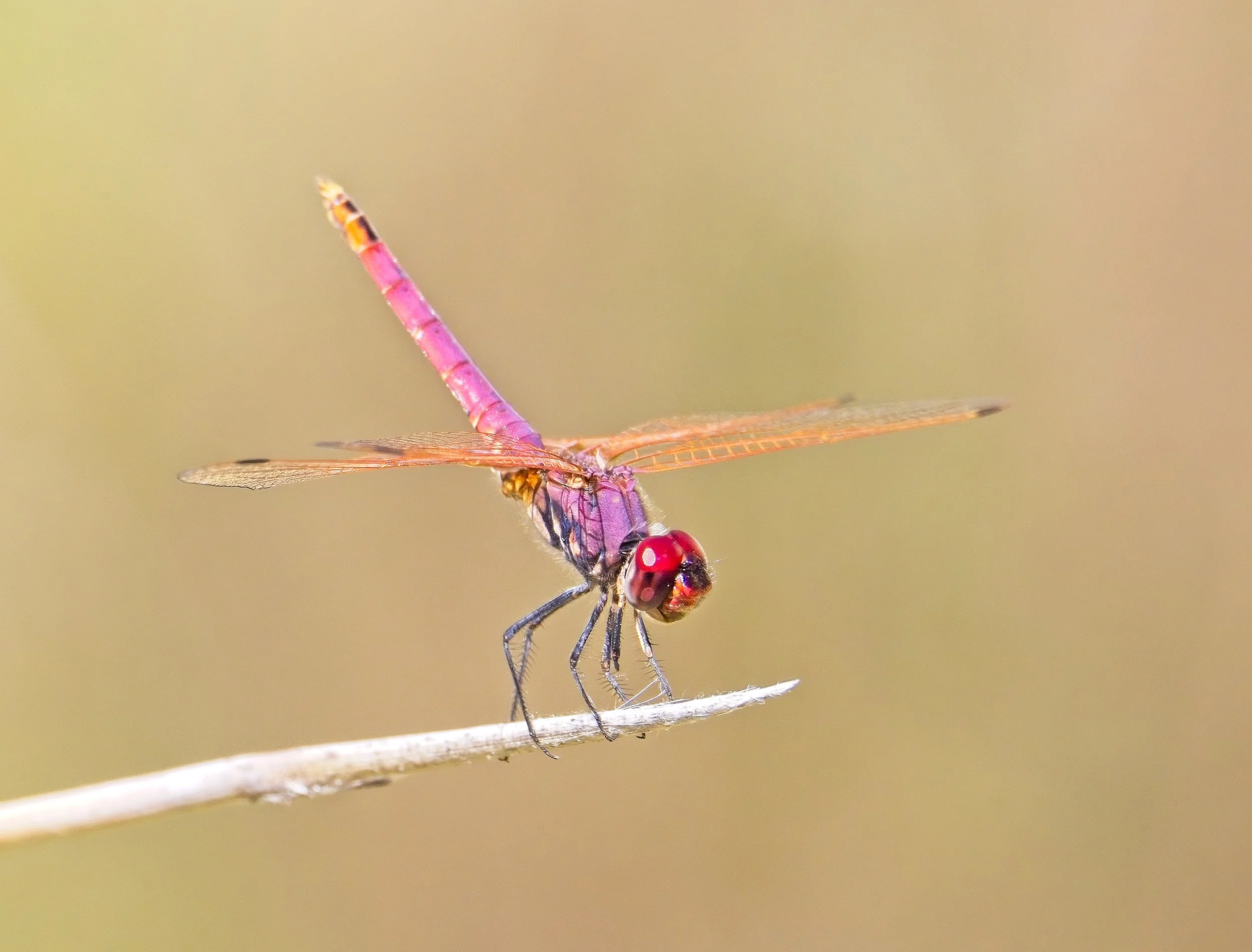 022 Trithemis annulata M.jpg
