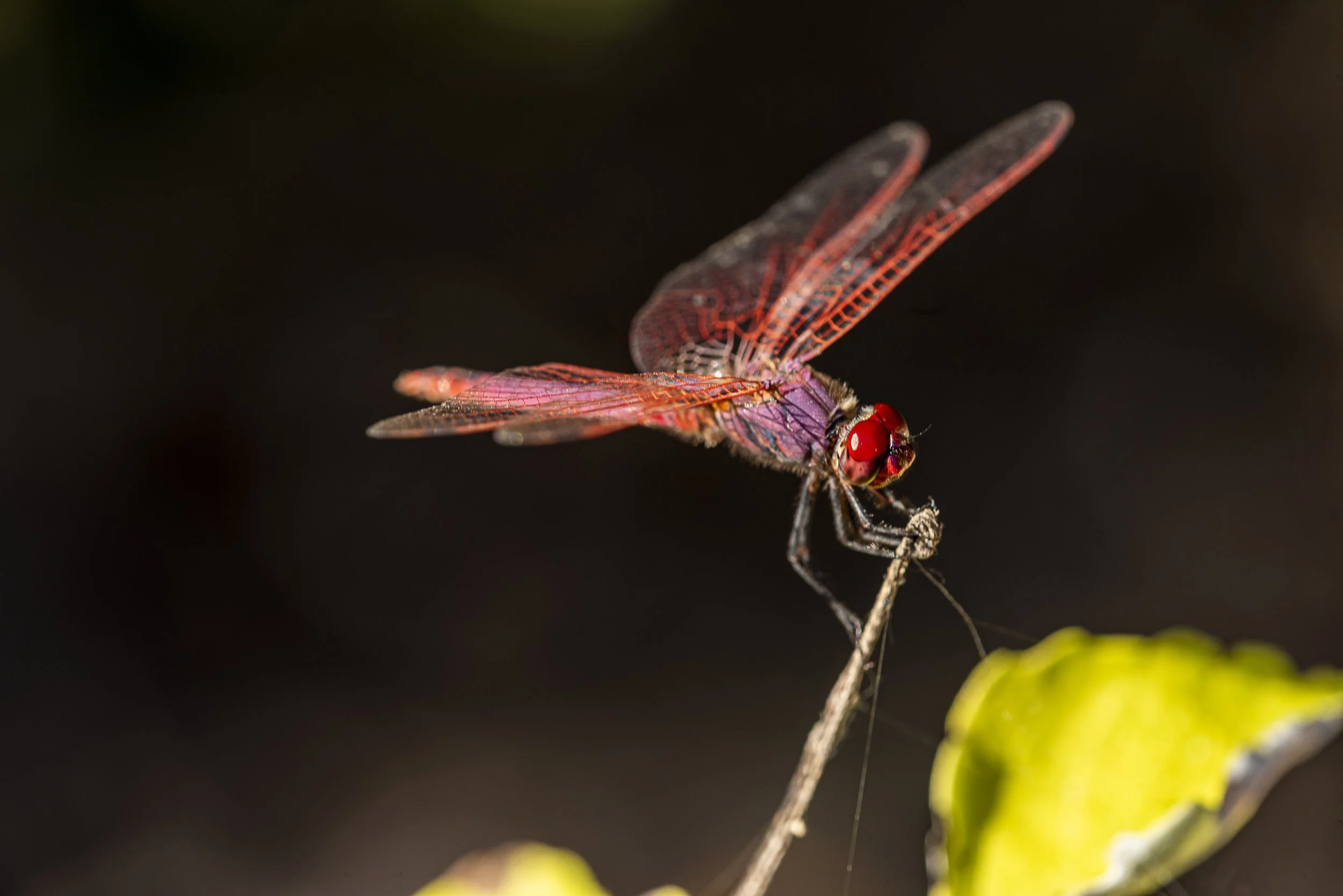 025 Trithemis annulata M Antonia.jpg