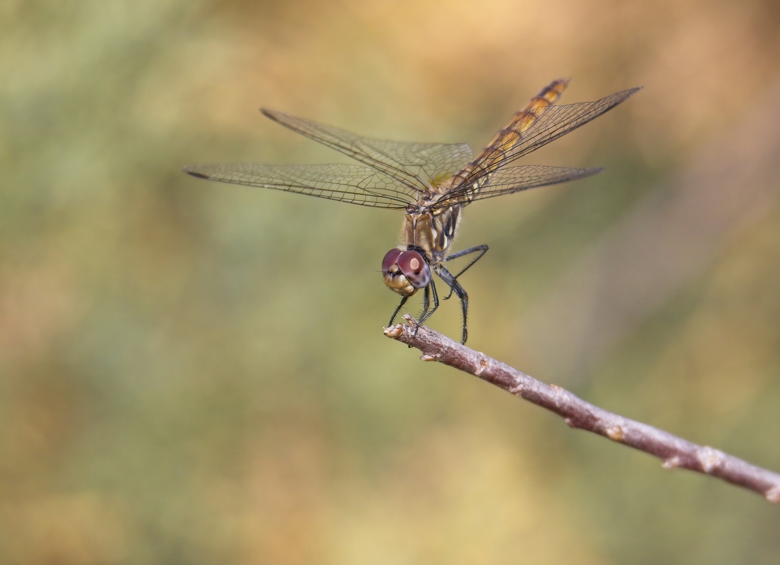 024 Trithemis annulata H.jpg