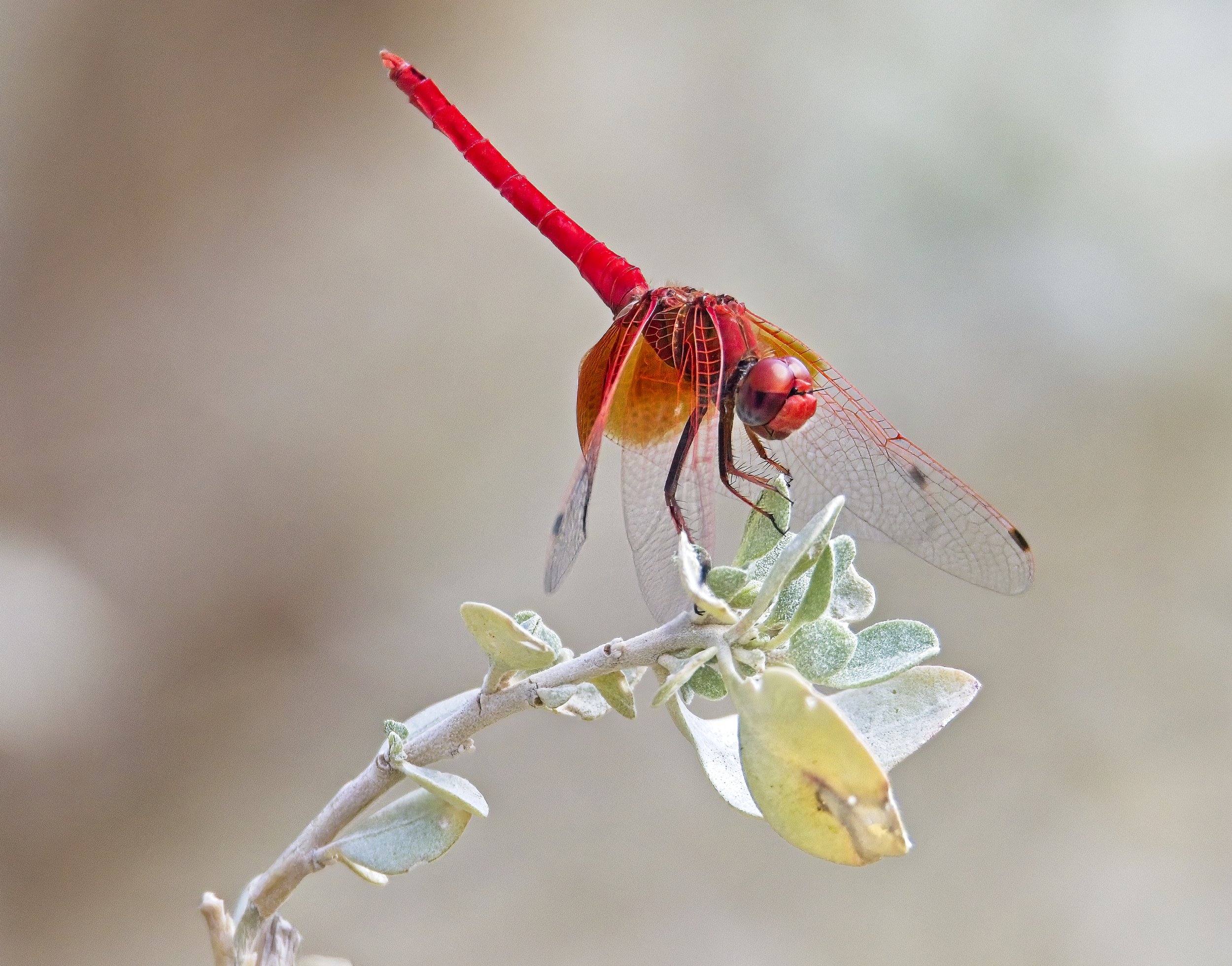 027 Trithemis kirbyi M.jpg