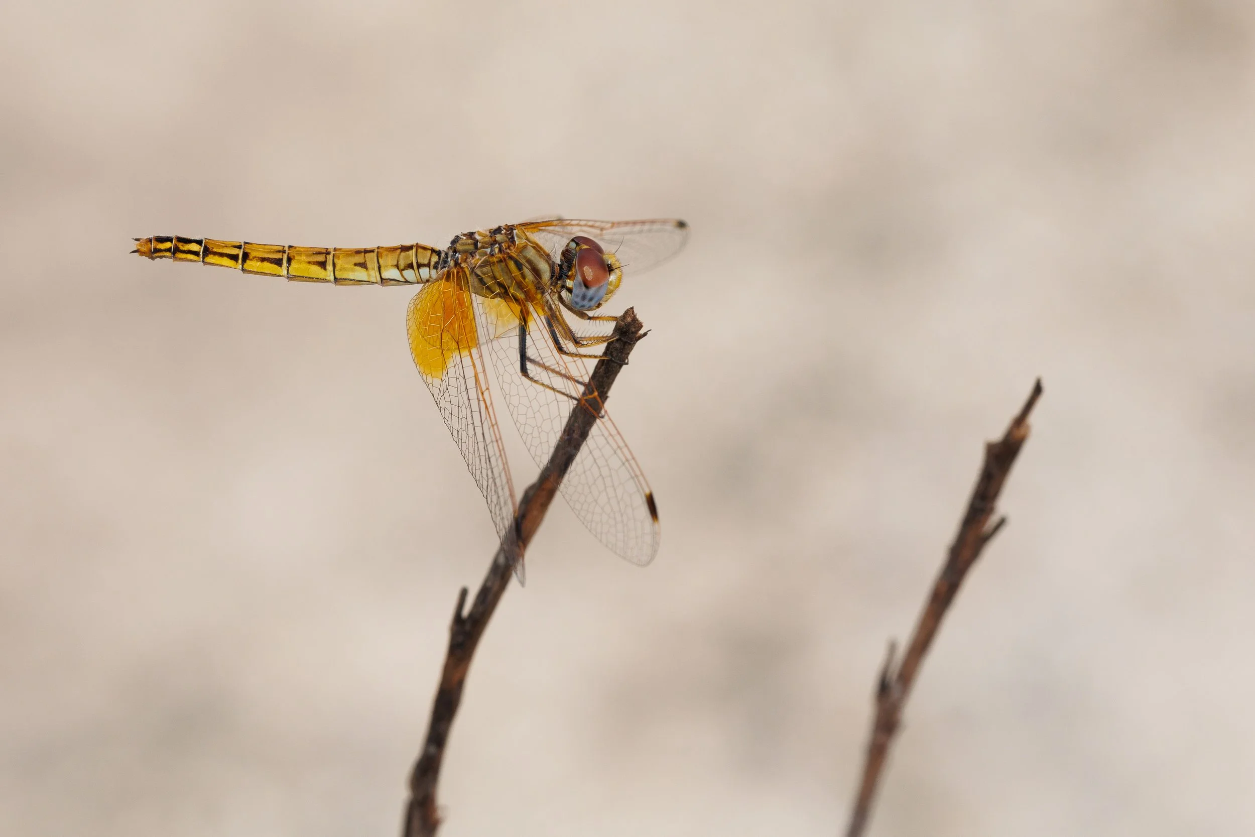 028 Trithemis_kirbyi Toni M.jpg