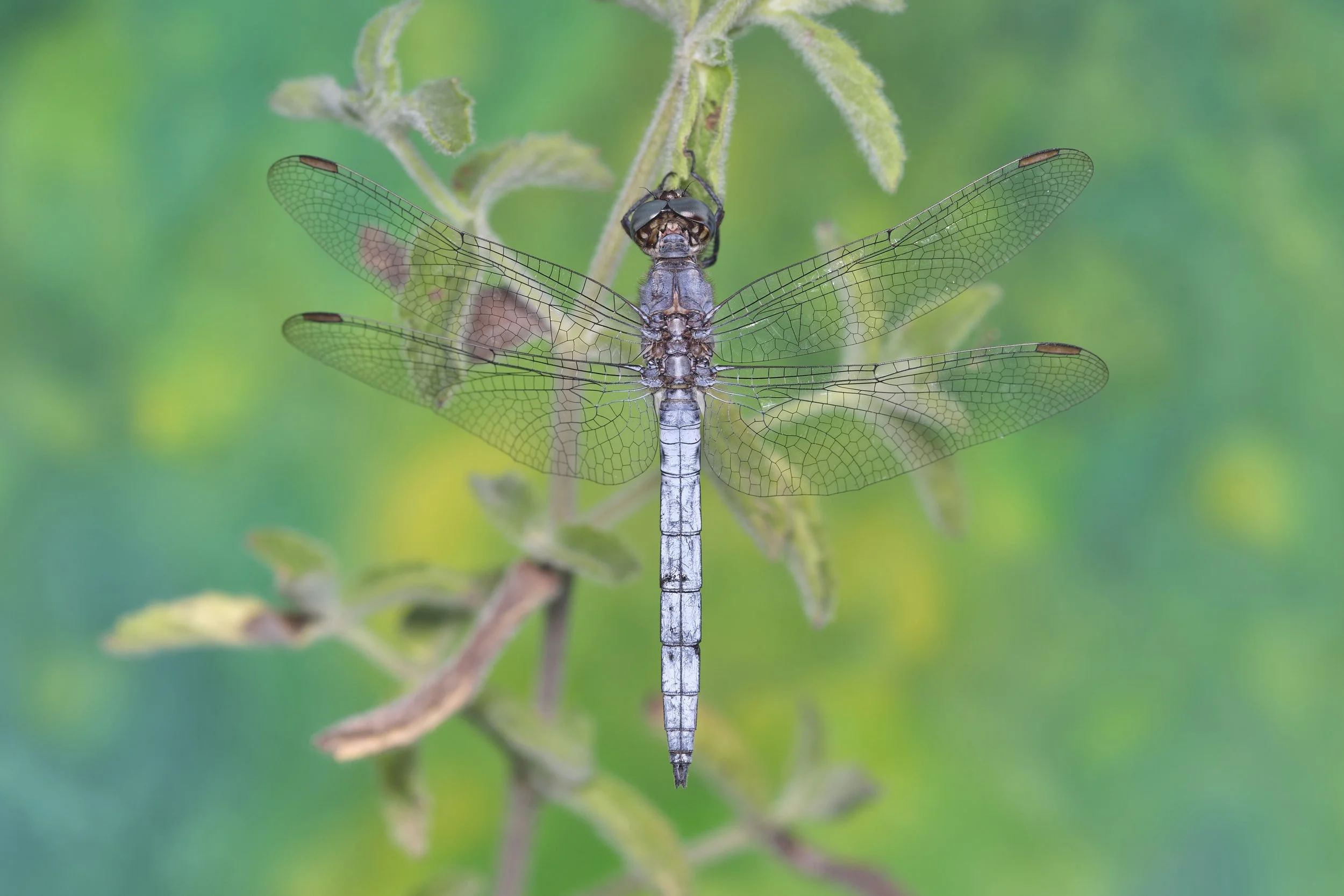 030 Orthetrum coerulescens 5 Ismael.jpg