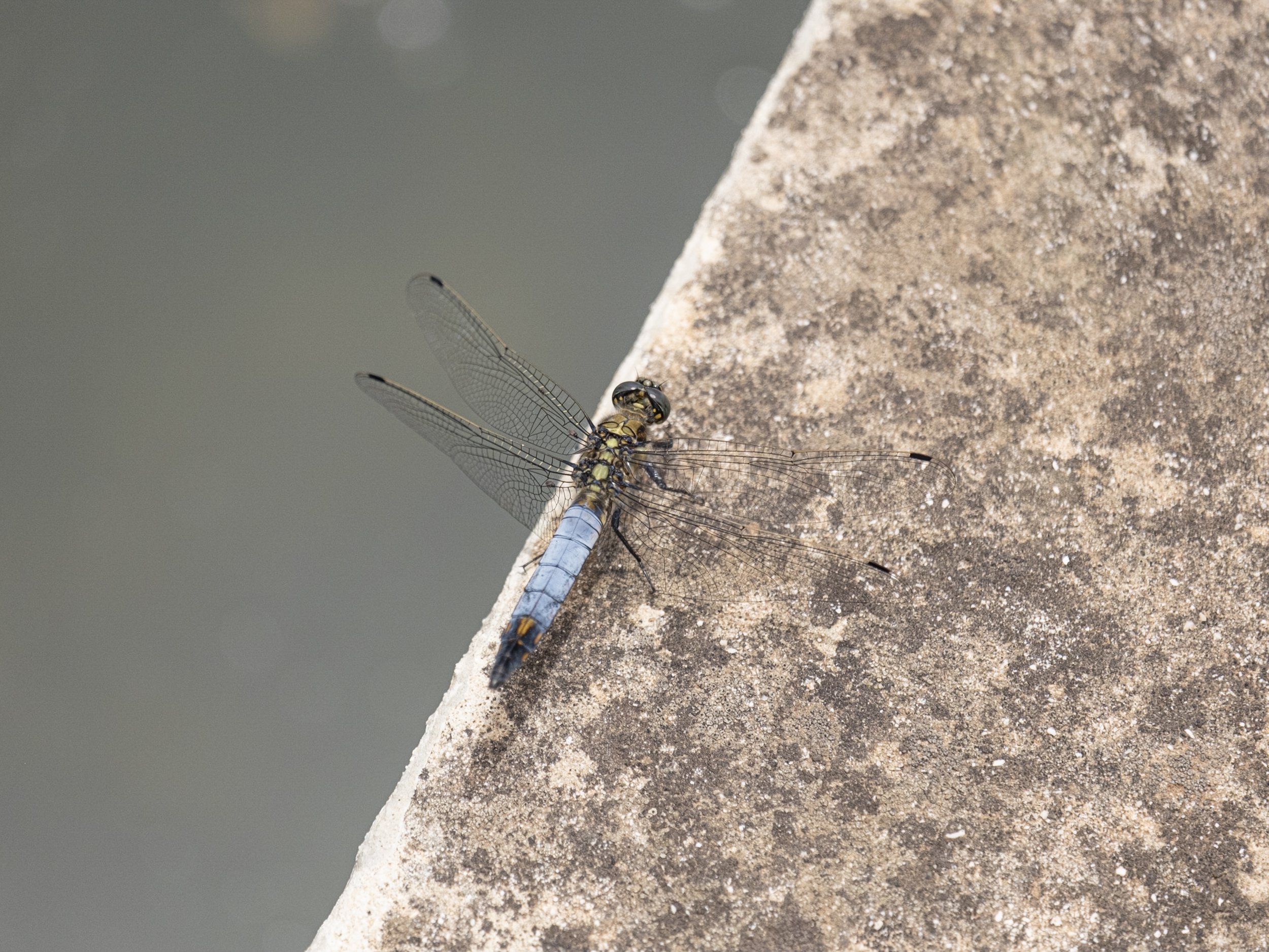 032 Orthetrum cancellatum.jpg