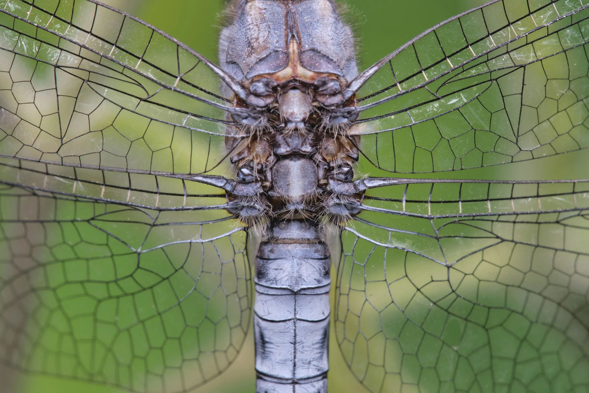 031 Orthetrum coerulescens 6 Ismael.jpg