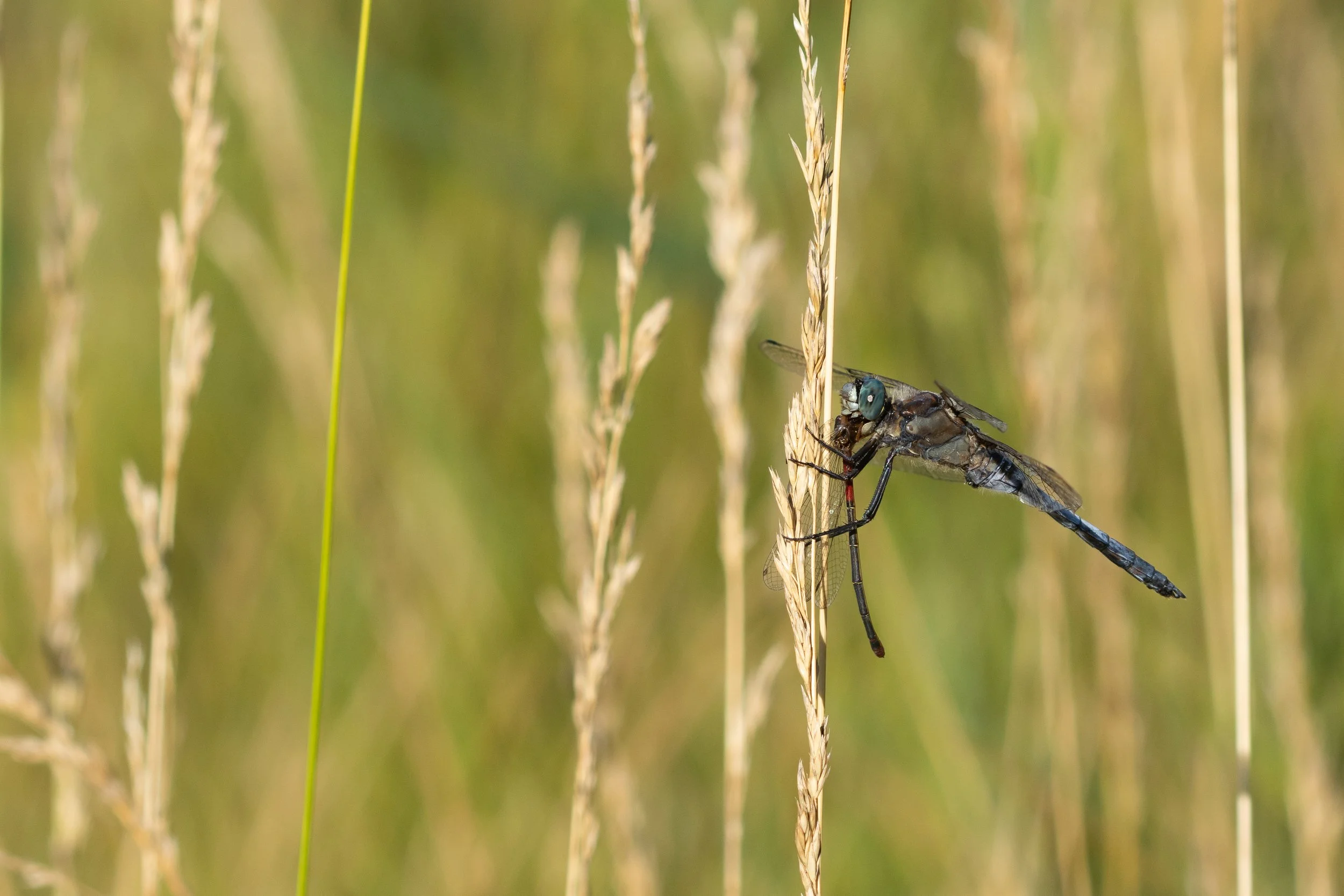 034 Orthetrum_cancellatum_menjant_Ceriagrium_tenellum.jpg