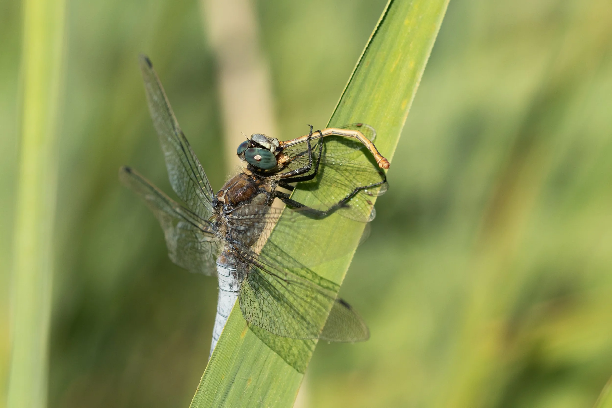 033 Orthetrum_cancellatum_menjant_Ceriagrium_tenellum (2) Cati.jpg