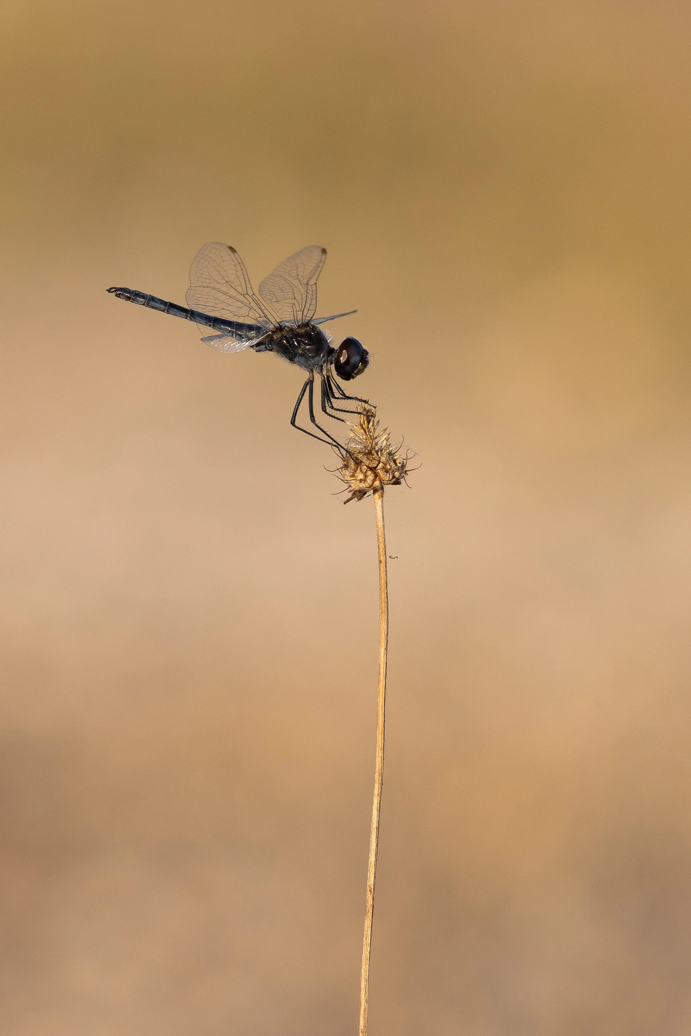 035 Selysiostoma_nigra (2) Toni M.jpg