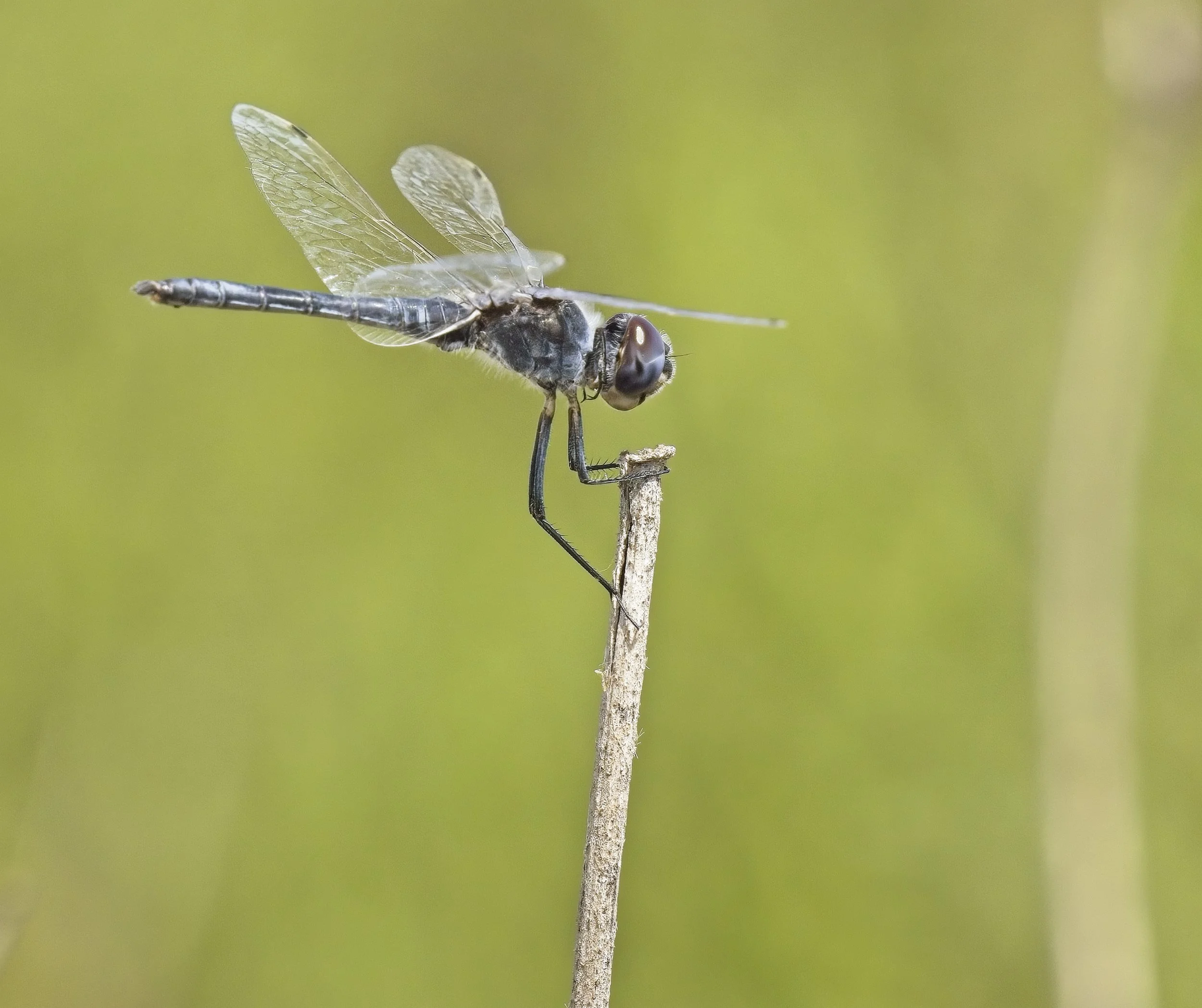 036 Selysiothemis nigra M.jpg