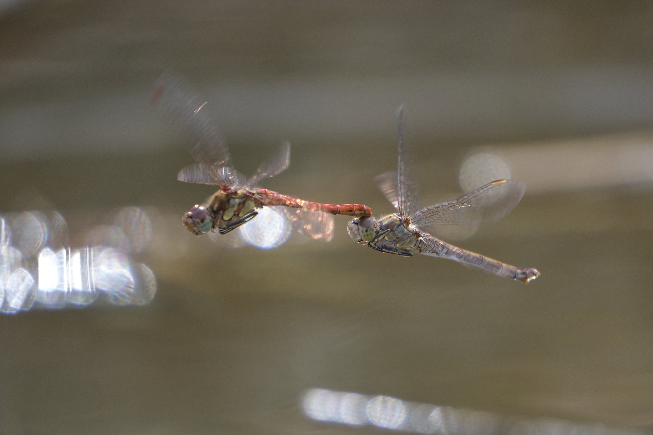 041 Ismael Martínez Marí - Sympetrum striolatum (tandem).jpg