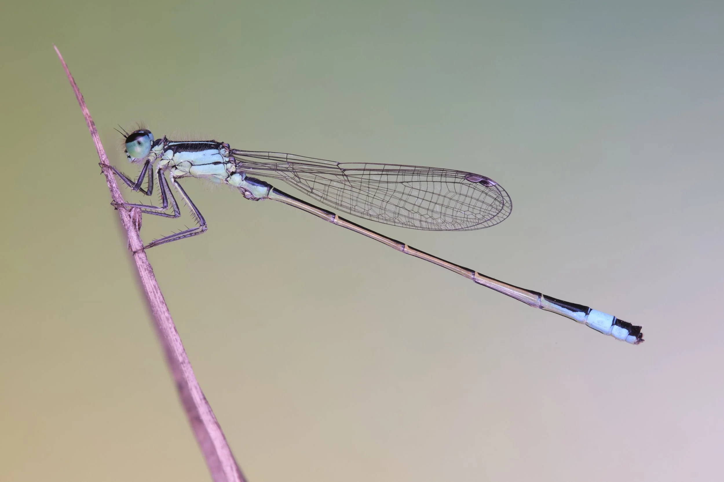 048 Ischnura elegans 1.jpg