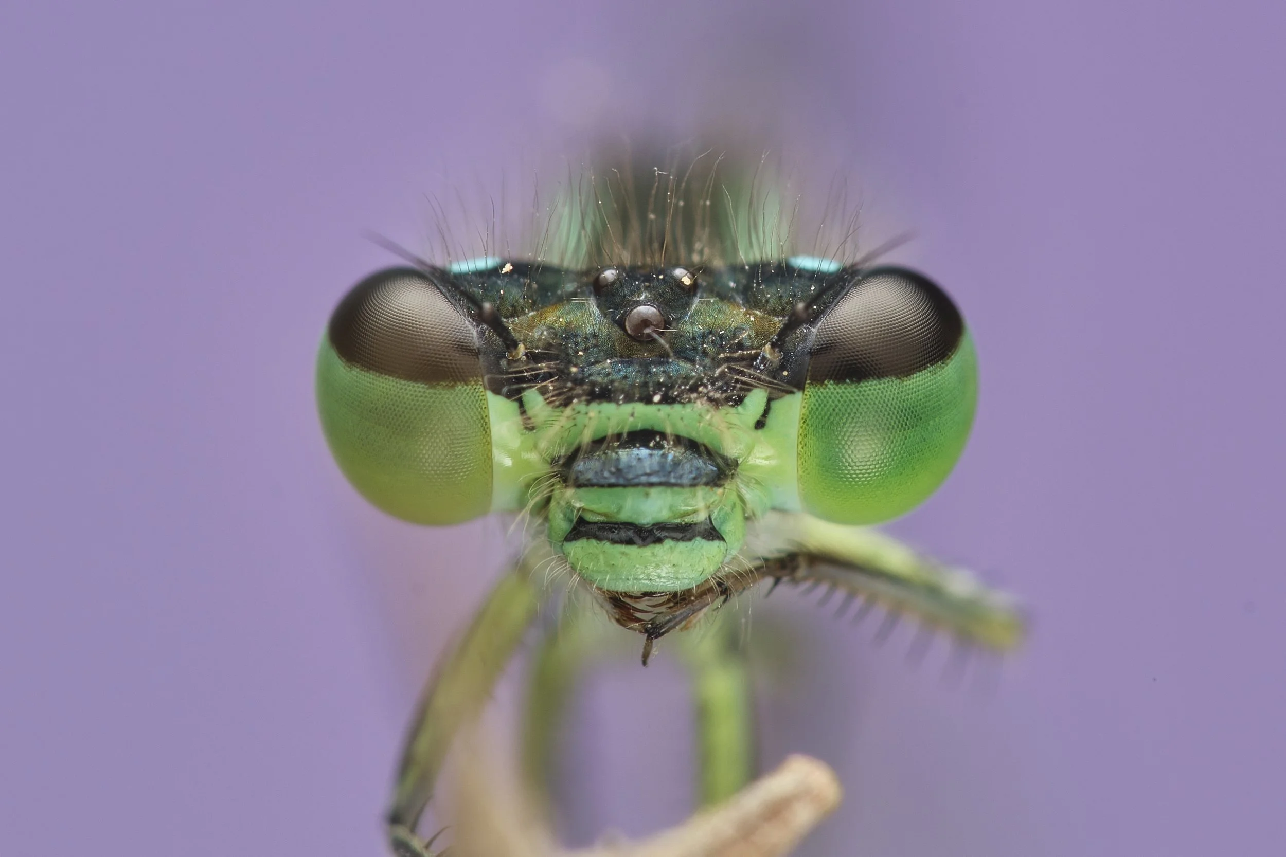 049 Ischnura elegans 2 Ismael.jpg