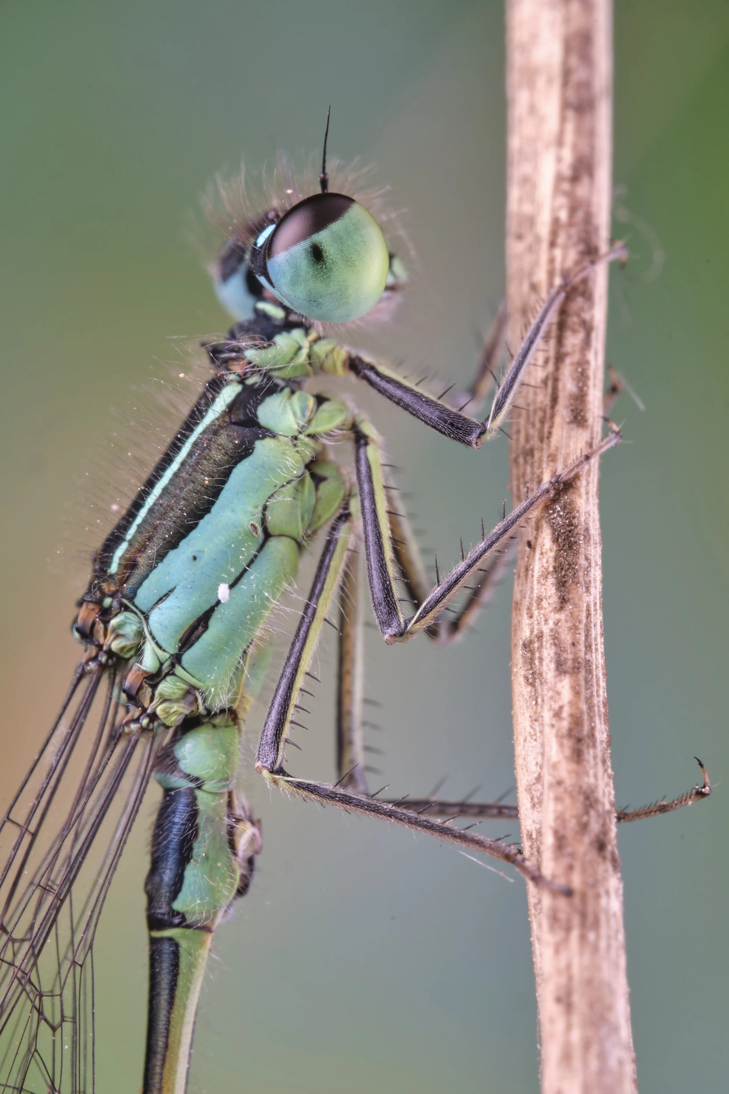 050 Ischnura elegans 3.jpg