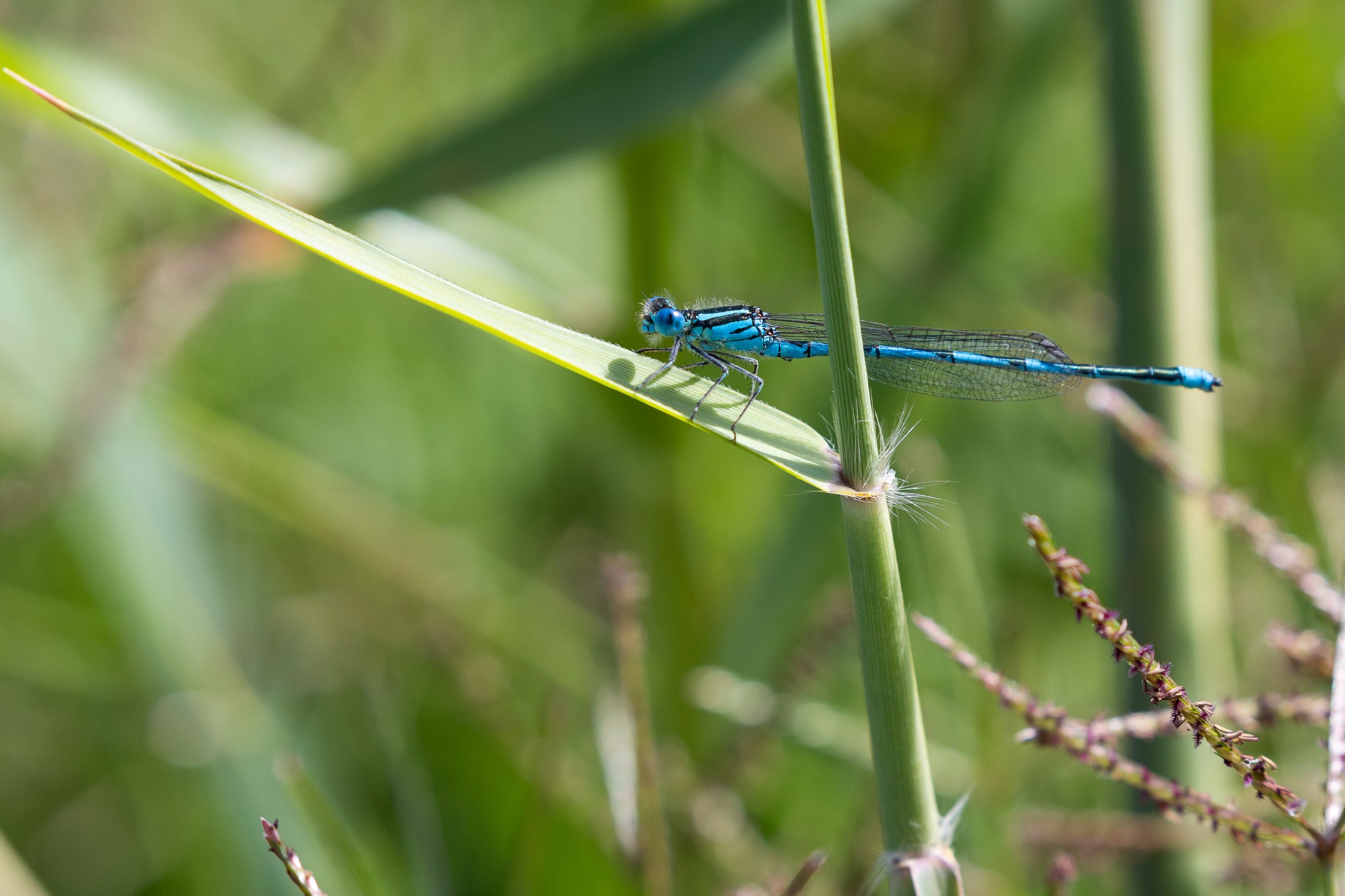 055 Erythromma_lindenii Toni M.jpg