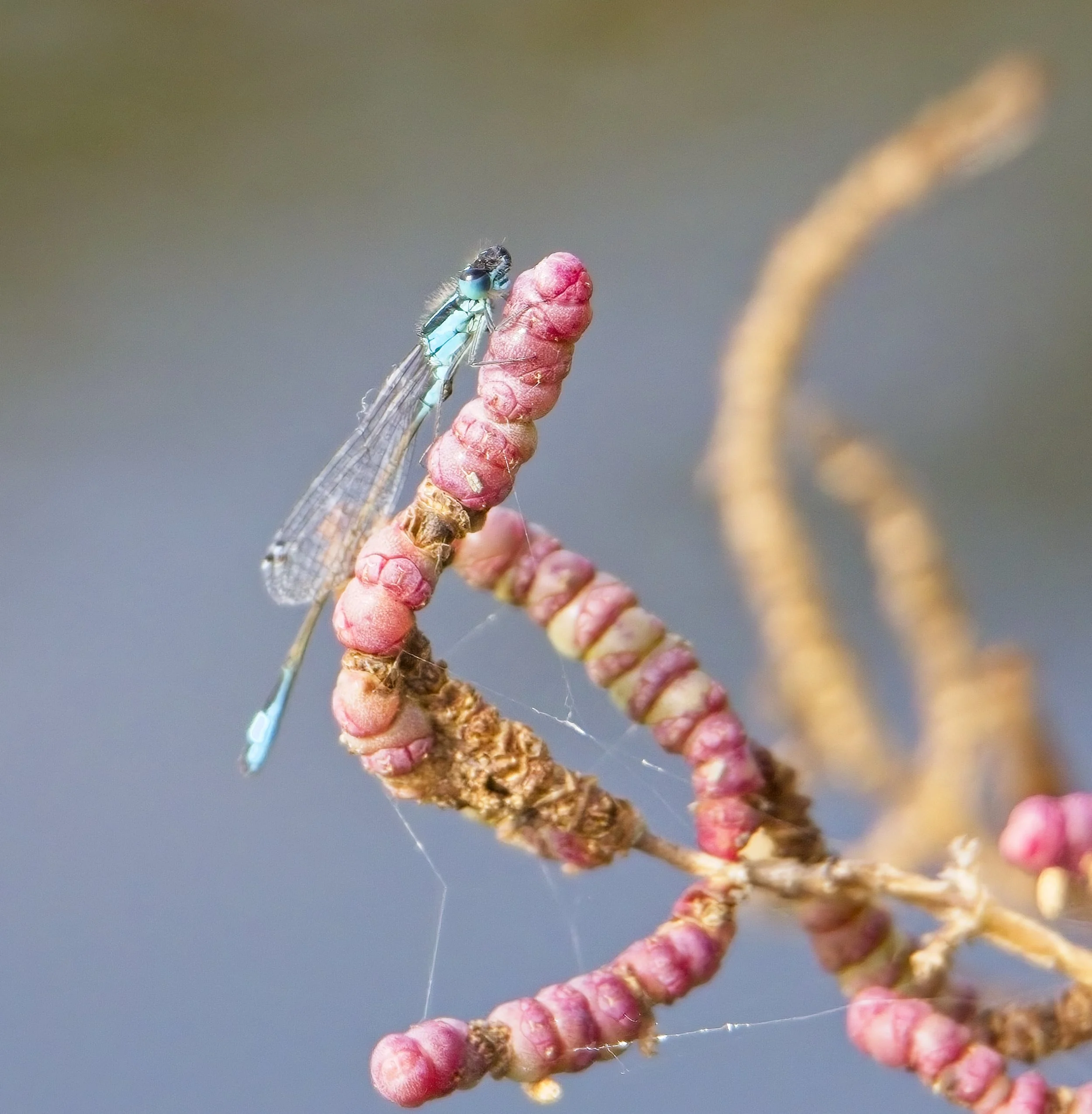 054 Ischnura elegans M.jpg
