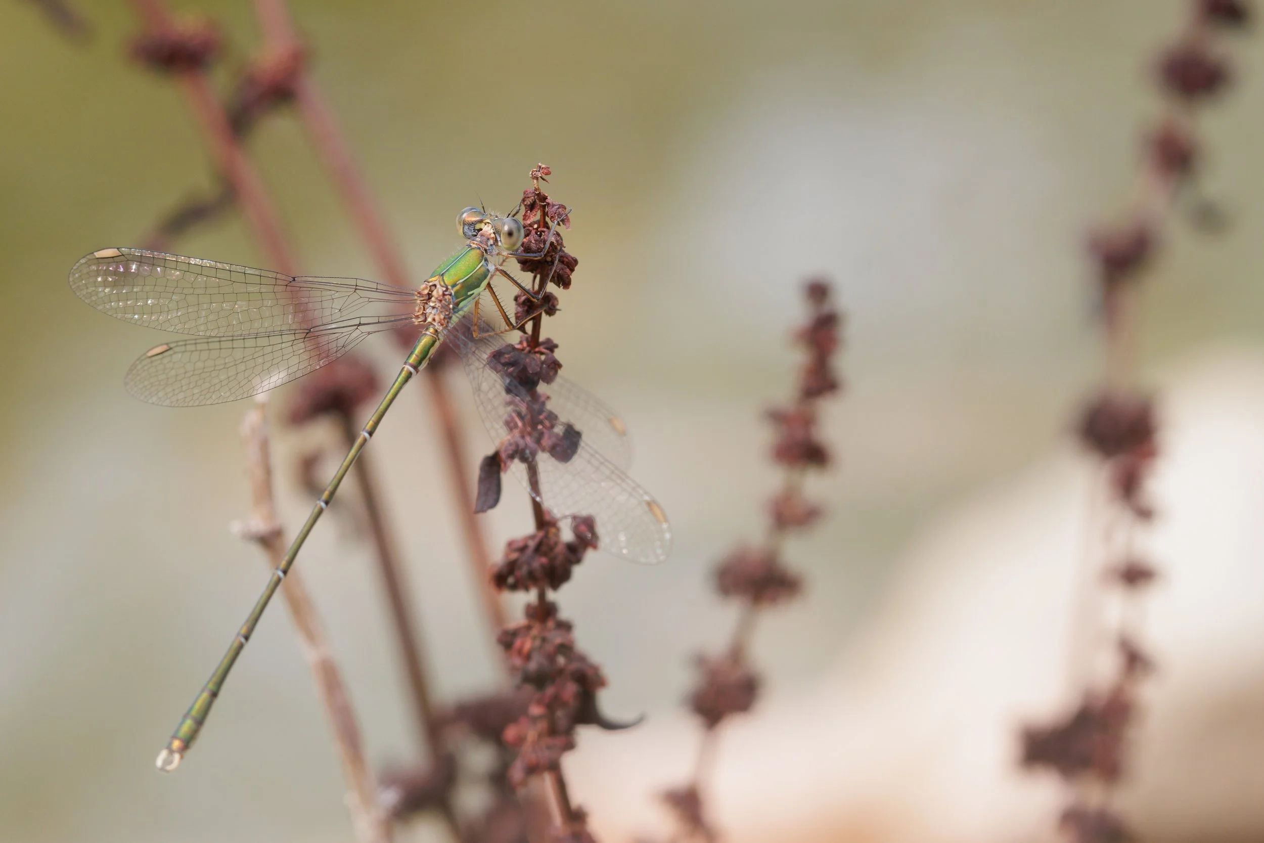056 Lestes_viridis (2).jpg