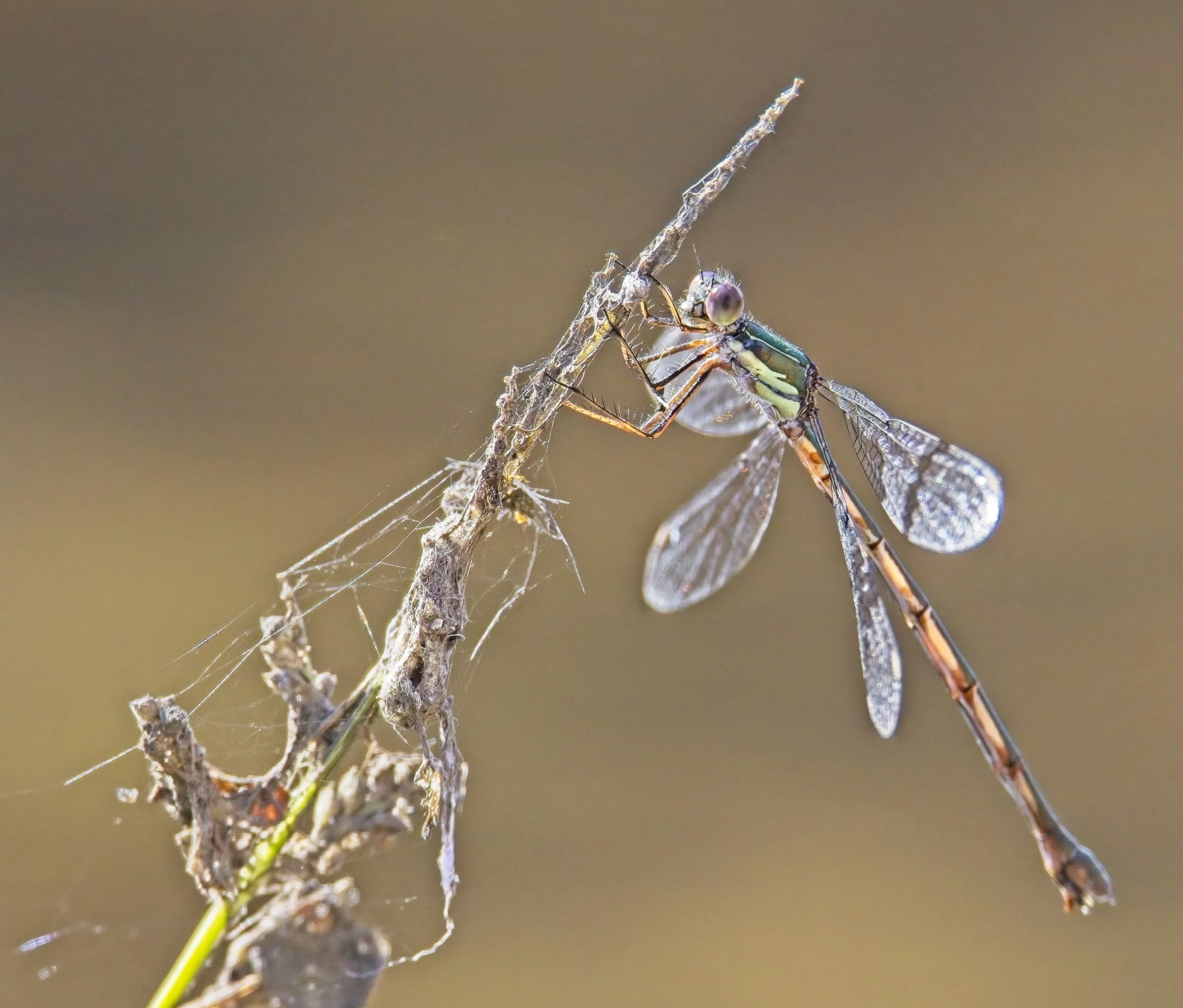 057 Chalcolestes viridis M.jpg
