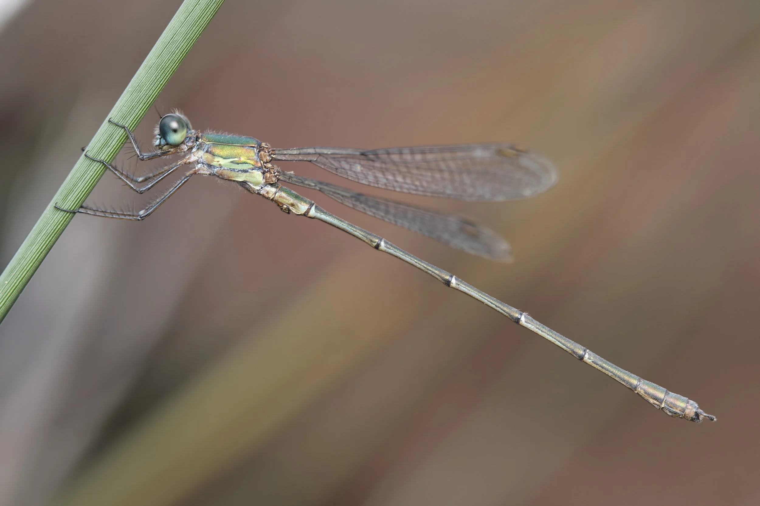 058 Chalcolestes viridis ismael.jpg