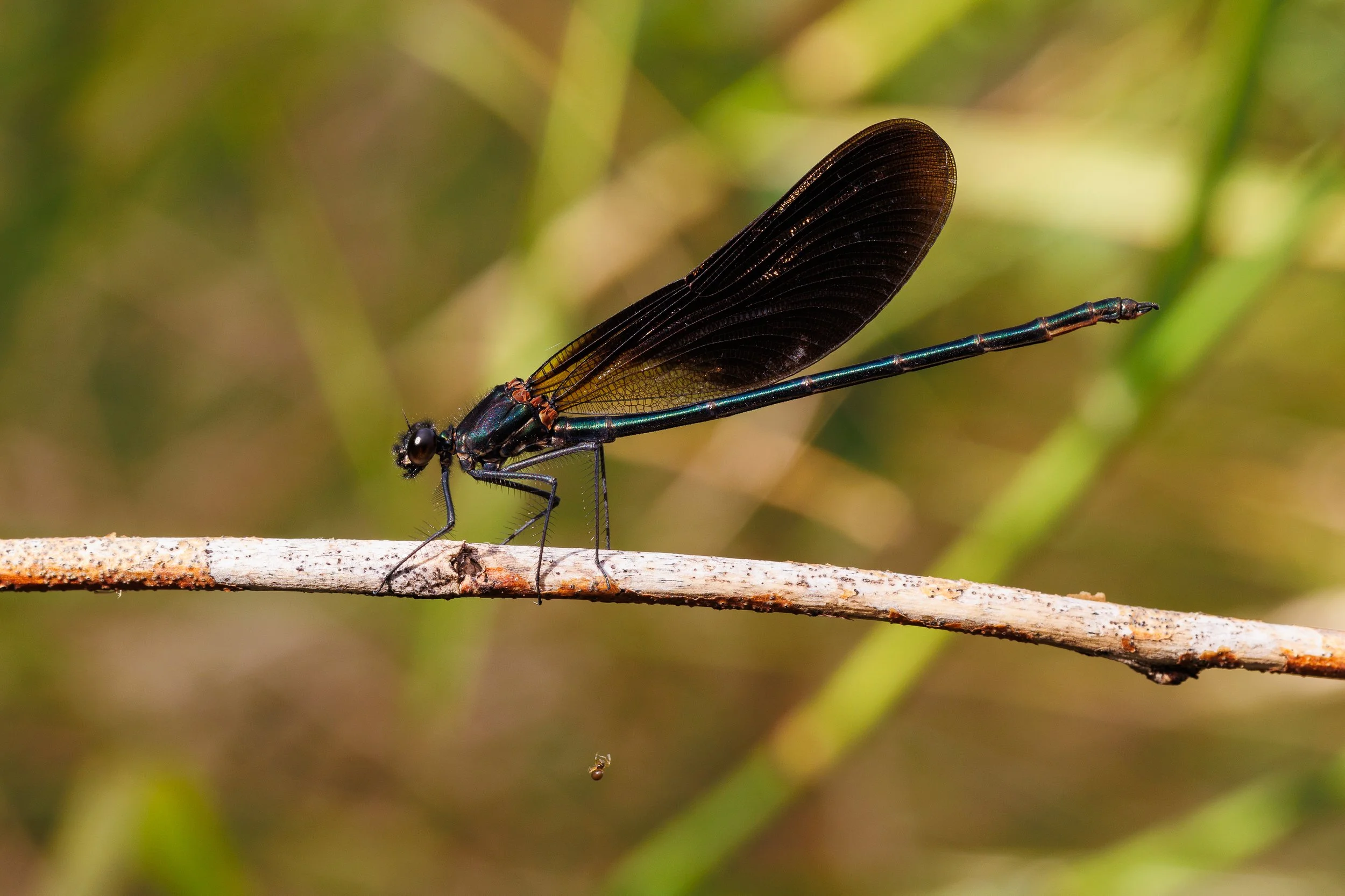 059 Calopteryx_haemorrhoidalis Toni M.jpg