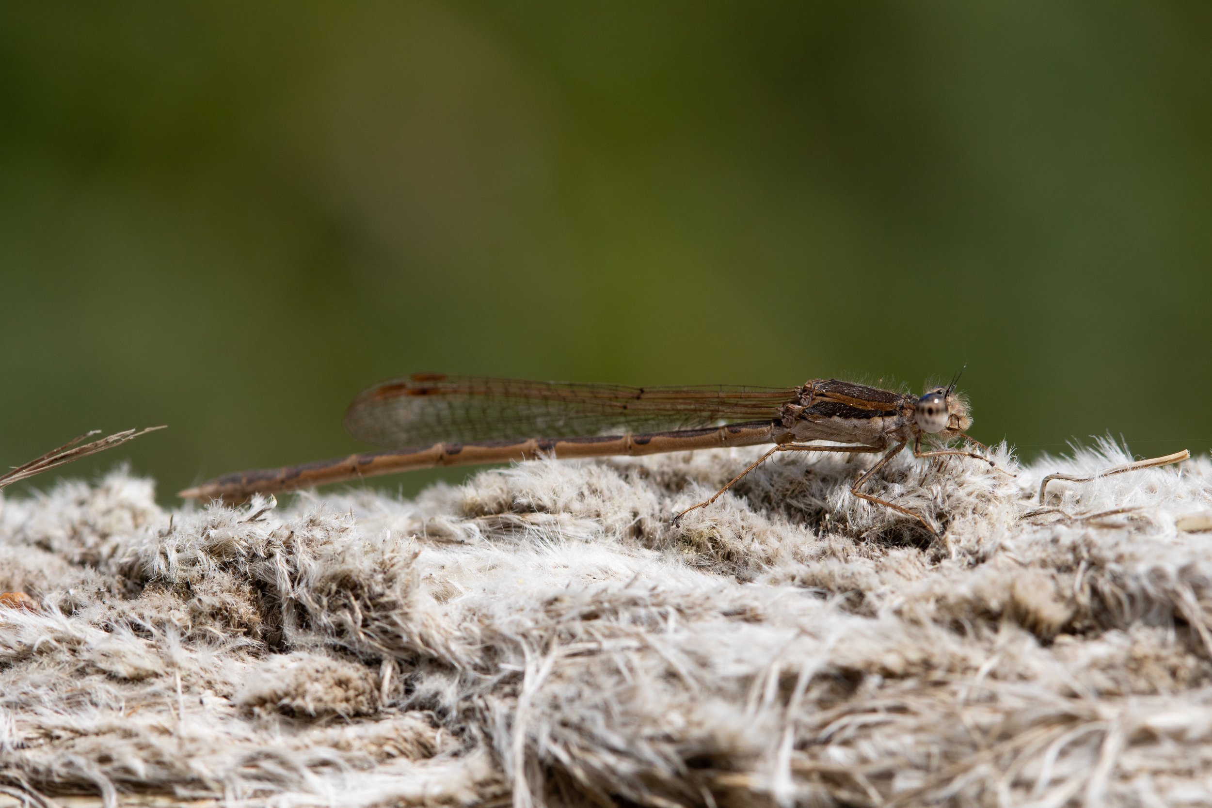 061 Sympecma_fusca Cati.jpg