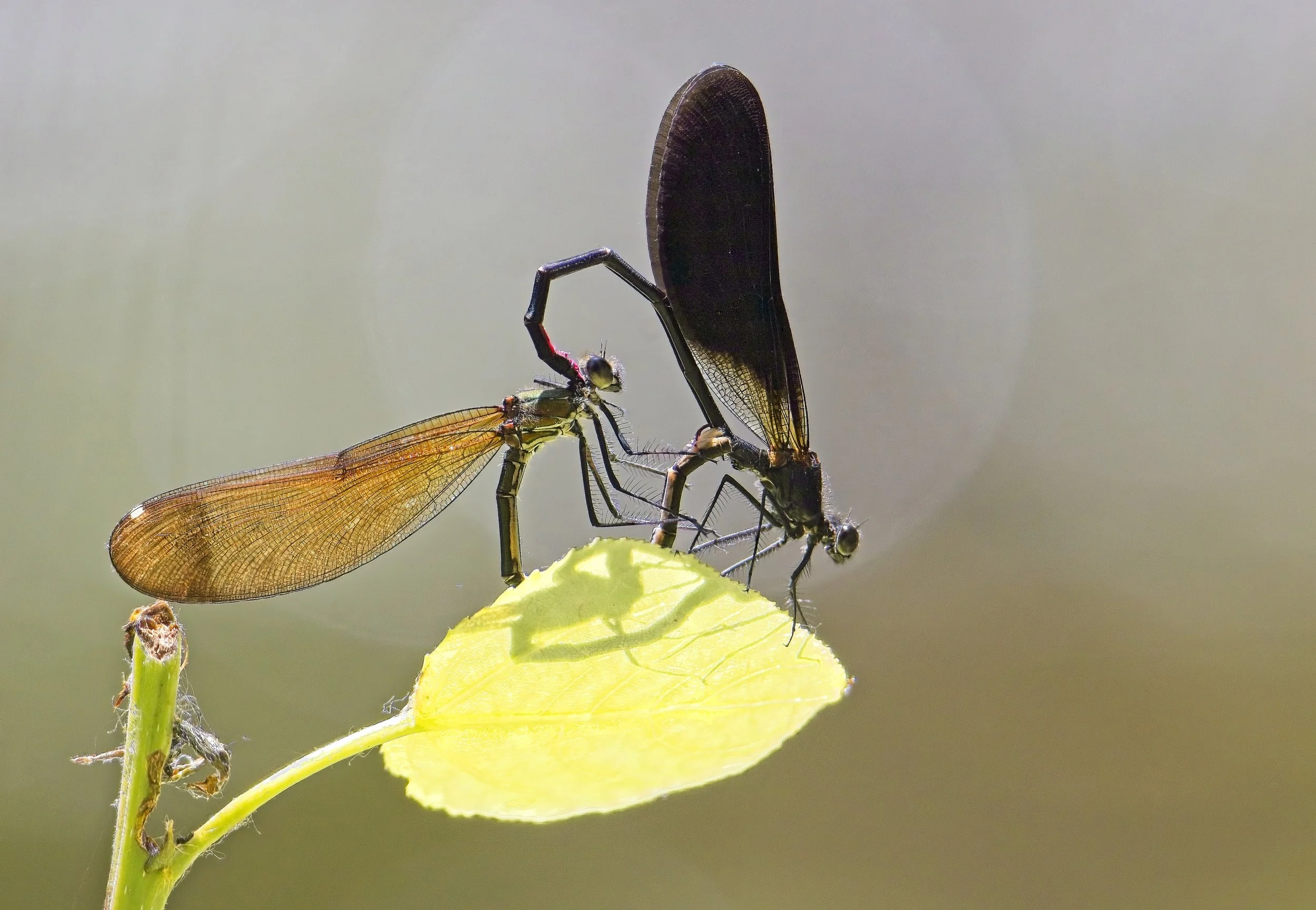 060 Calopteryx haemorrhoidalis-Canon EOS 7D Mark II-Tamron SP 150-600mm F5-6.3 Di VC USD G2.jpg