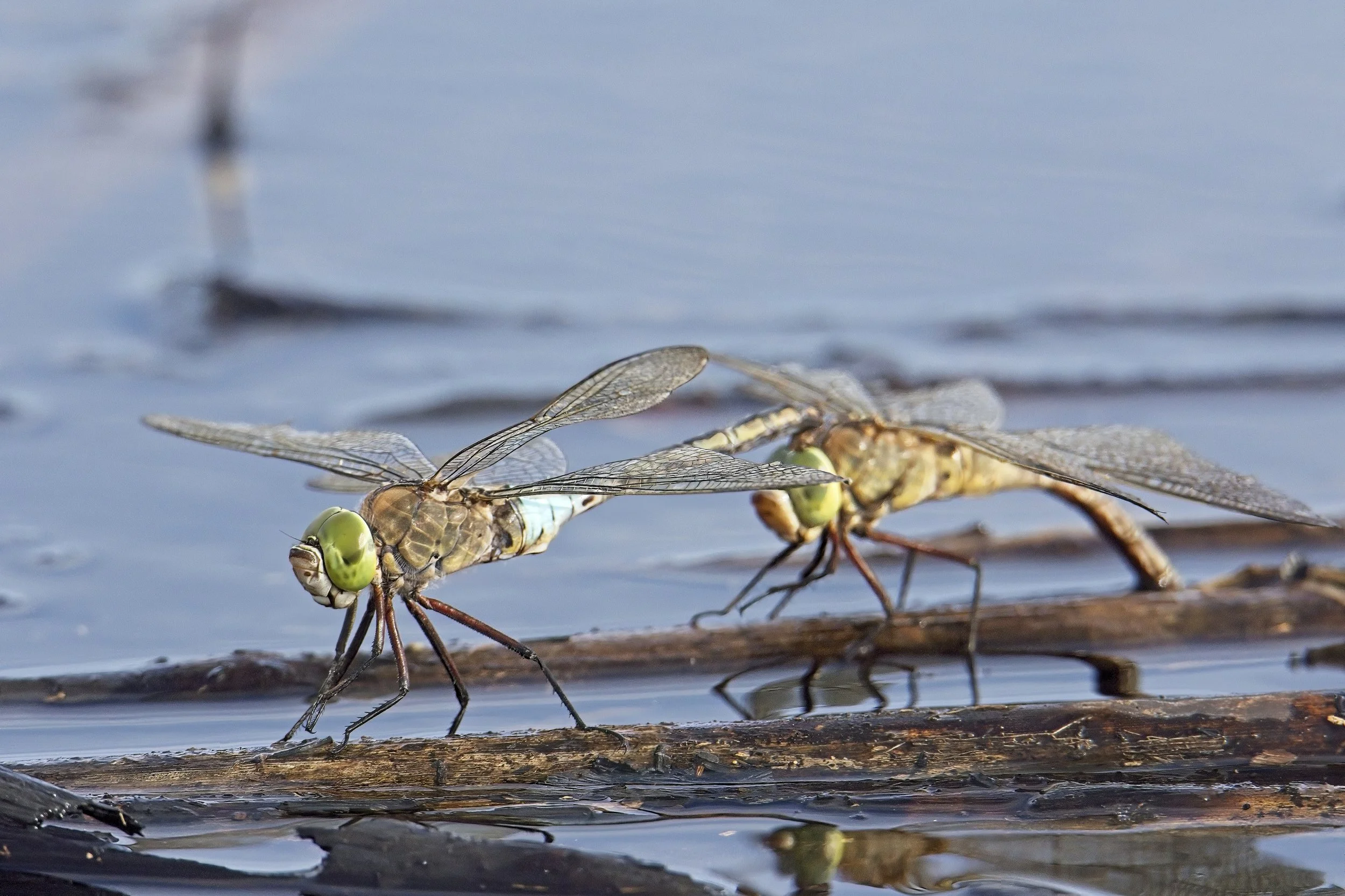 009 Anax parthenope tandem.jpg