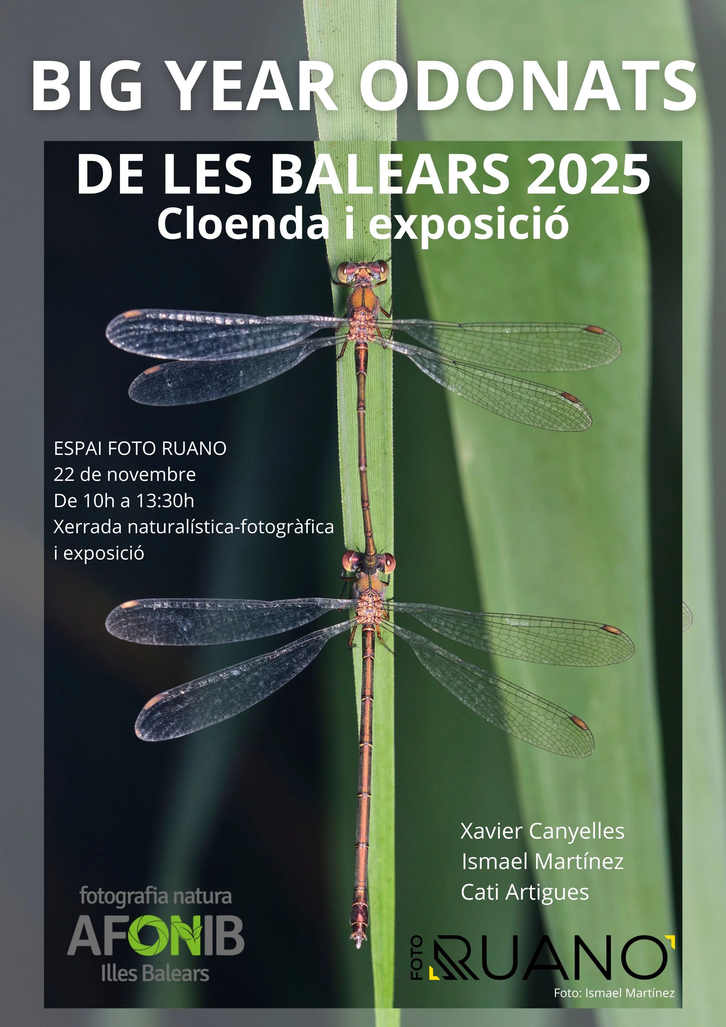 Big Year Odonats 2025. Cloenda i exposició.