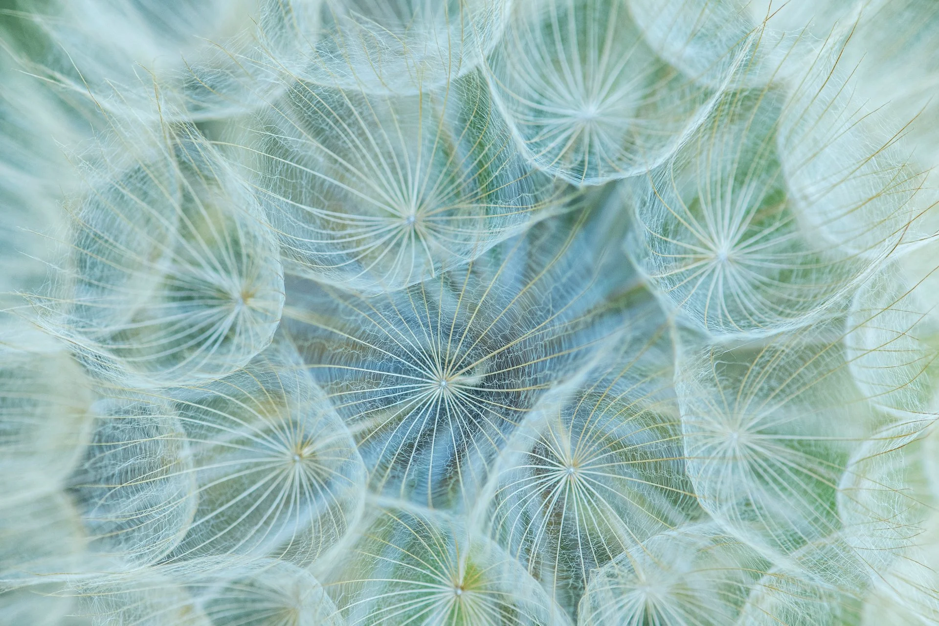 VILANOS - Xavier Mas - 1r premi Flora