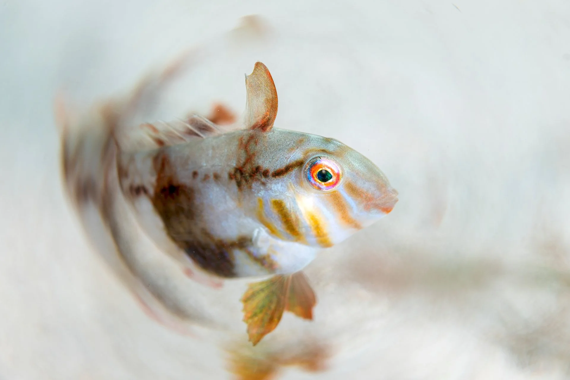 RAOR - Xavier Mas - 3r premi Món Submarí