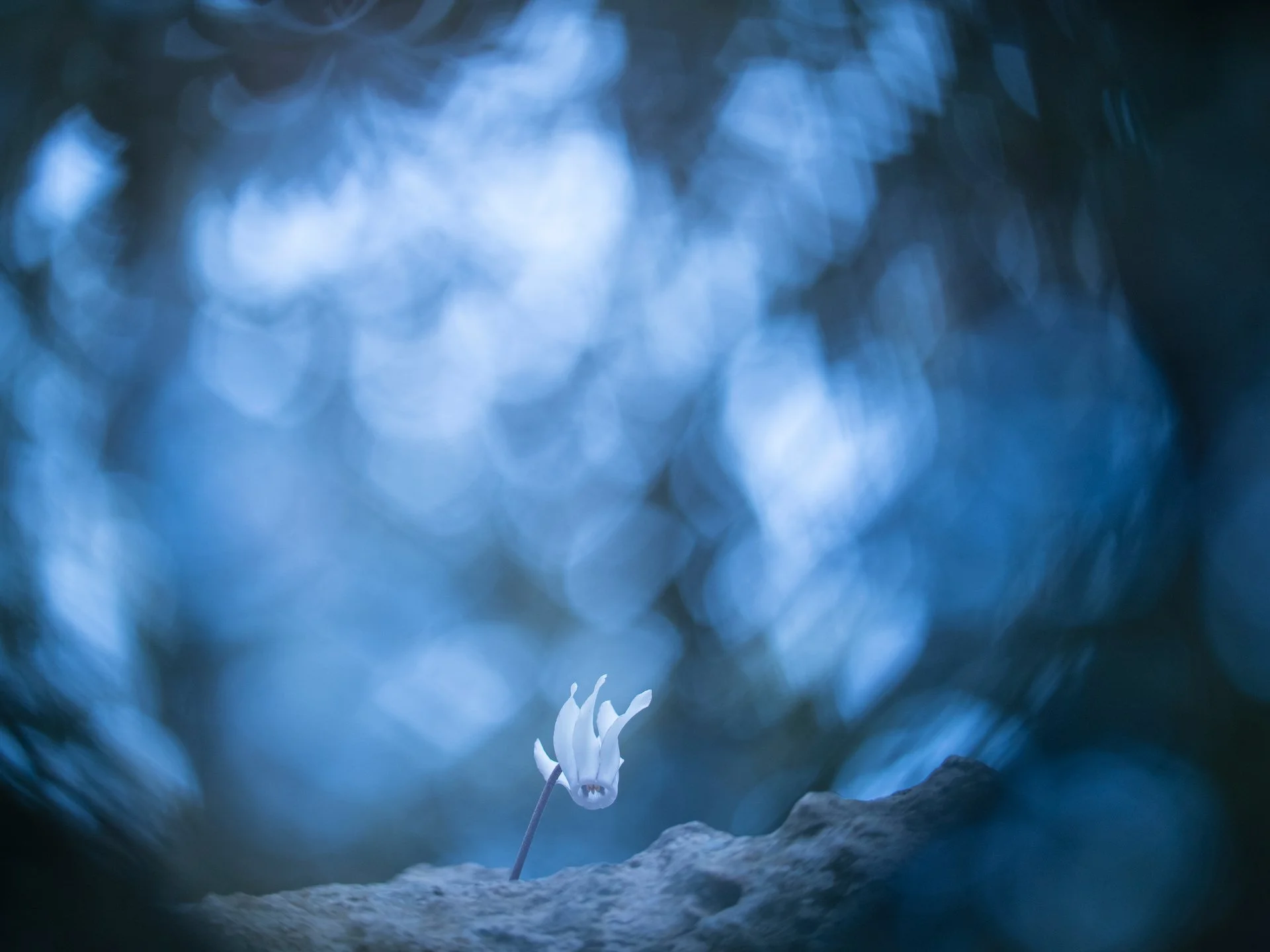 UNA PEQUEÑA JOYA - Rosana Pita - 2n premi Endemismes Balears