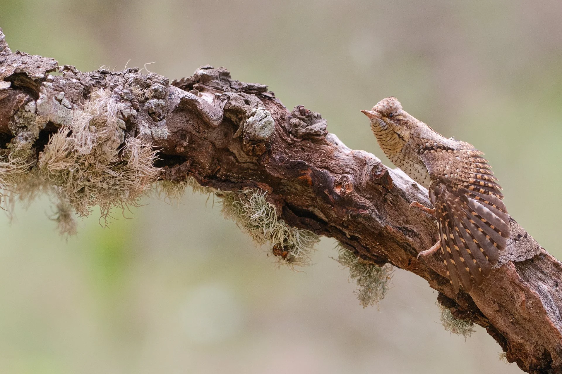 CAMUFLATGE PERFECTE - Olivier Martínez - 3r premi Aus