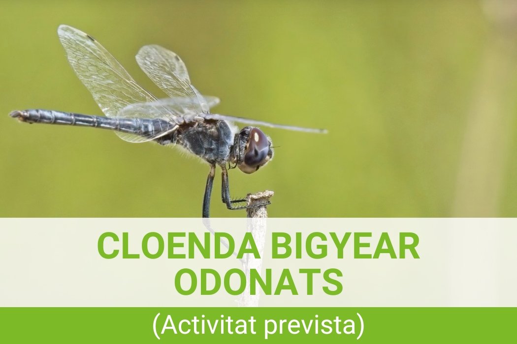 Cloenda BIGYEAR ODONATS