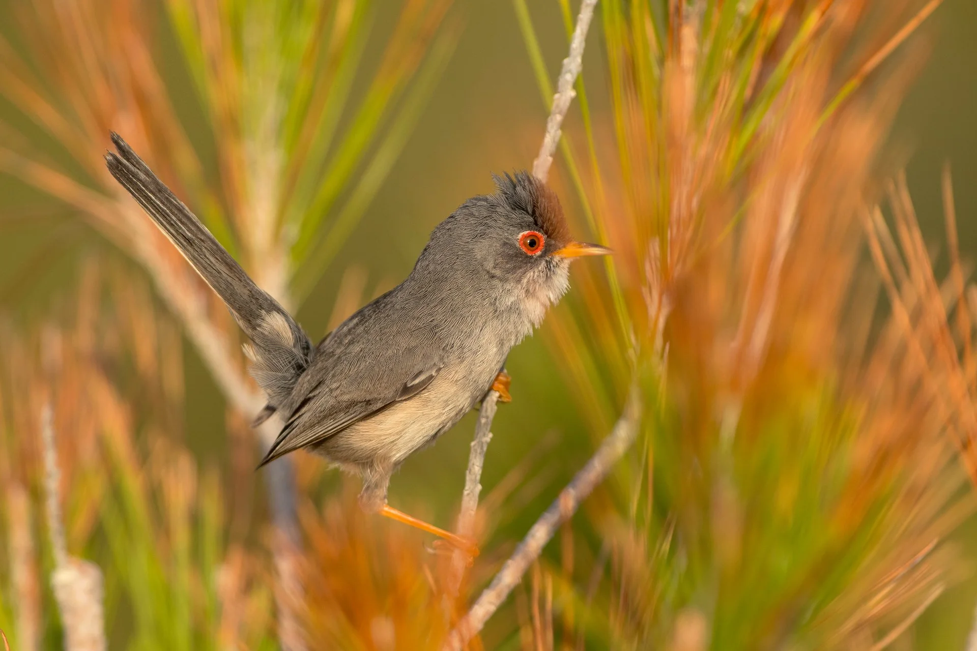 ENTRE HOJAS- Juan Carlos Fajardo - 3r premi Endemismes Balears