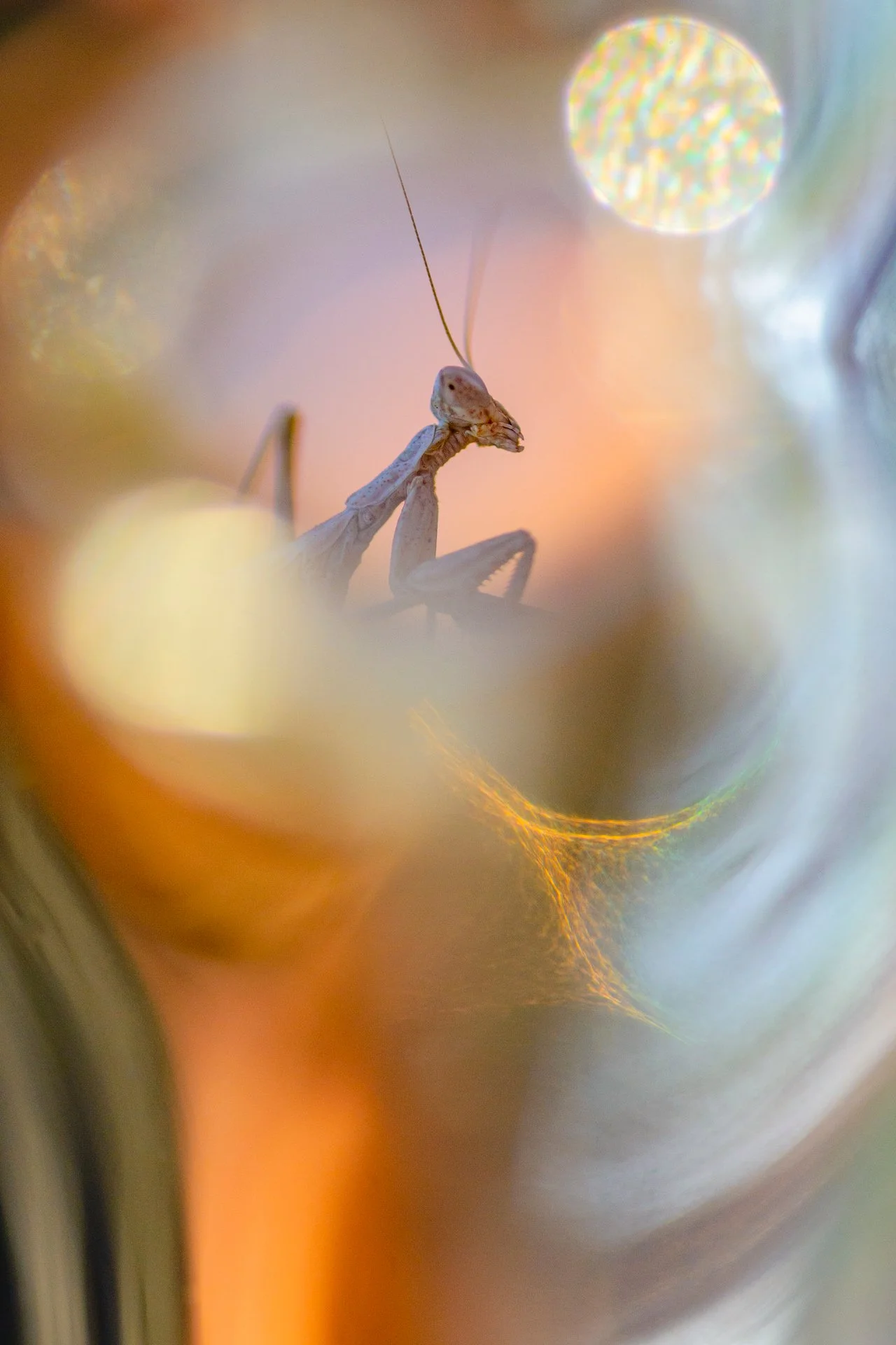 ALIEN EARTH - Néstor Carda - 3r premi Altre Fauna