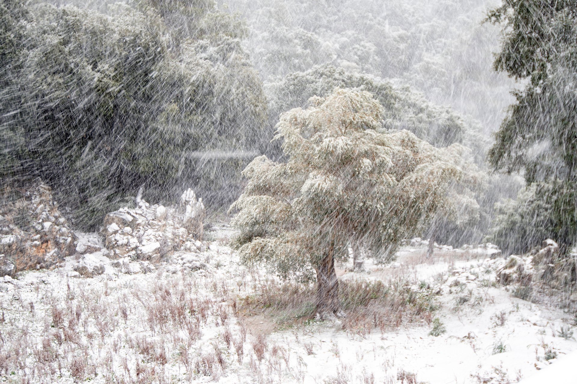 OLIVO - Xavi Mas - 2n premi Serra de Tramuntana Patrimoni Mundial