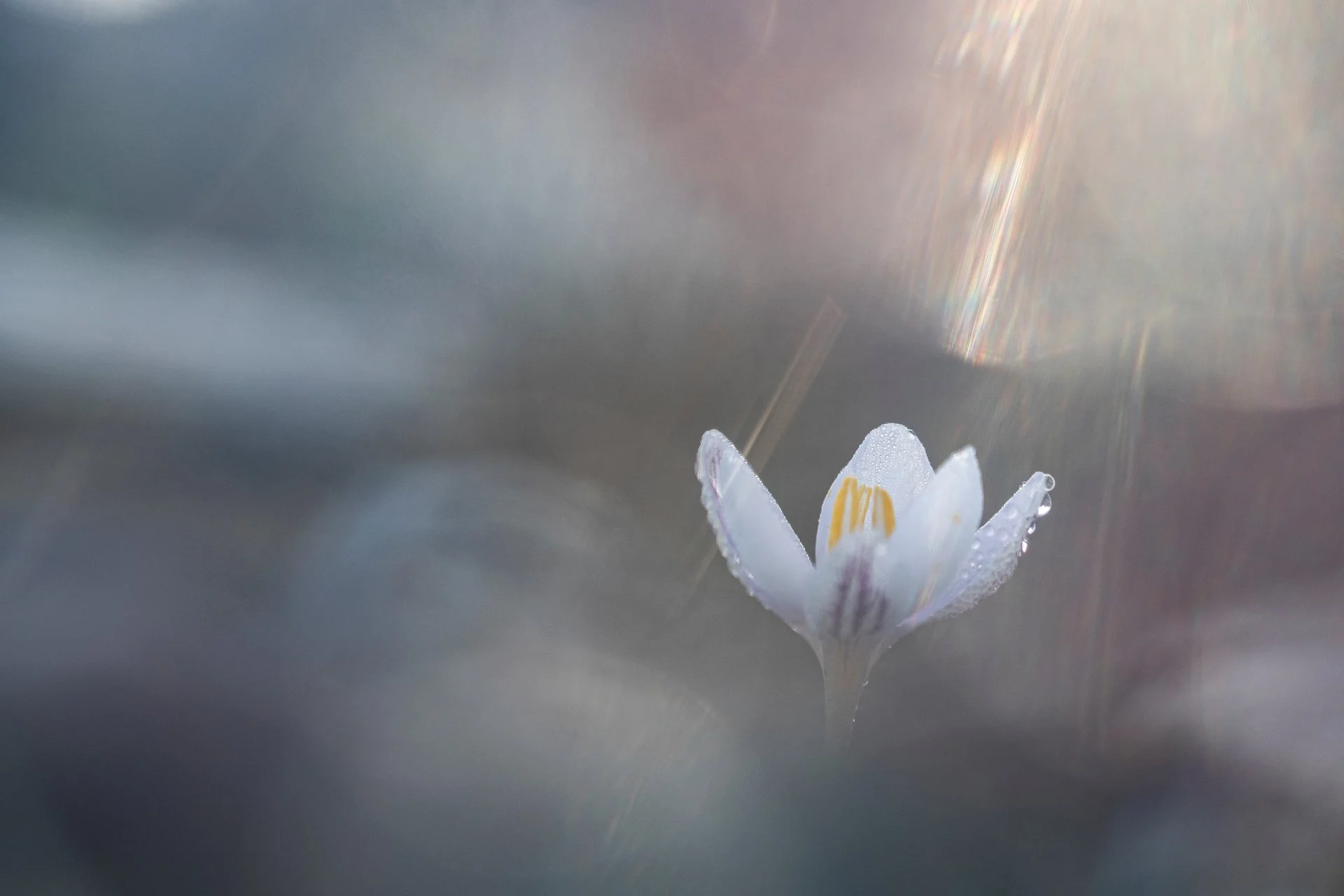 CROCUS CAMBESSEDESII - Xavier Mas - 1r premi Endemismes Balears