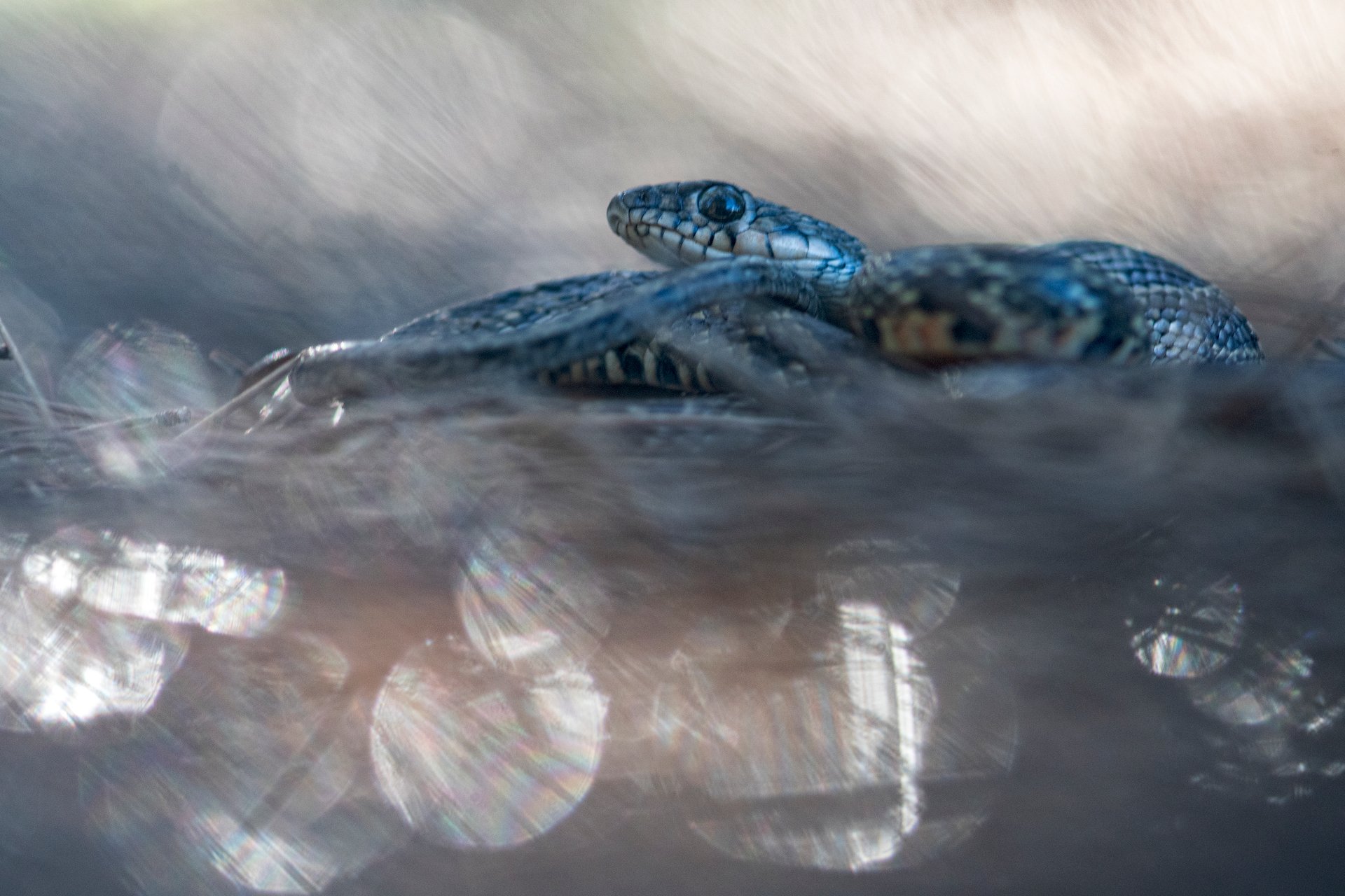 CULEBRA - Xavier Mas - 2n premi Altre Fauna