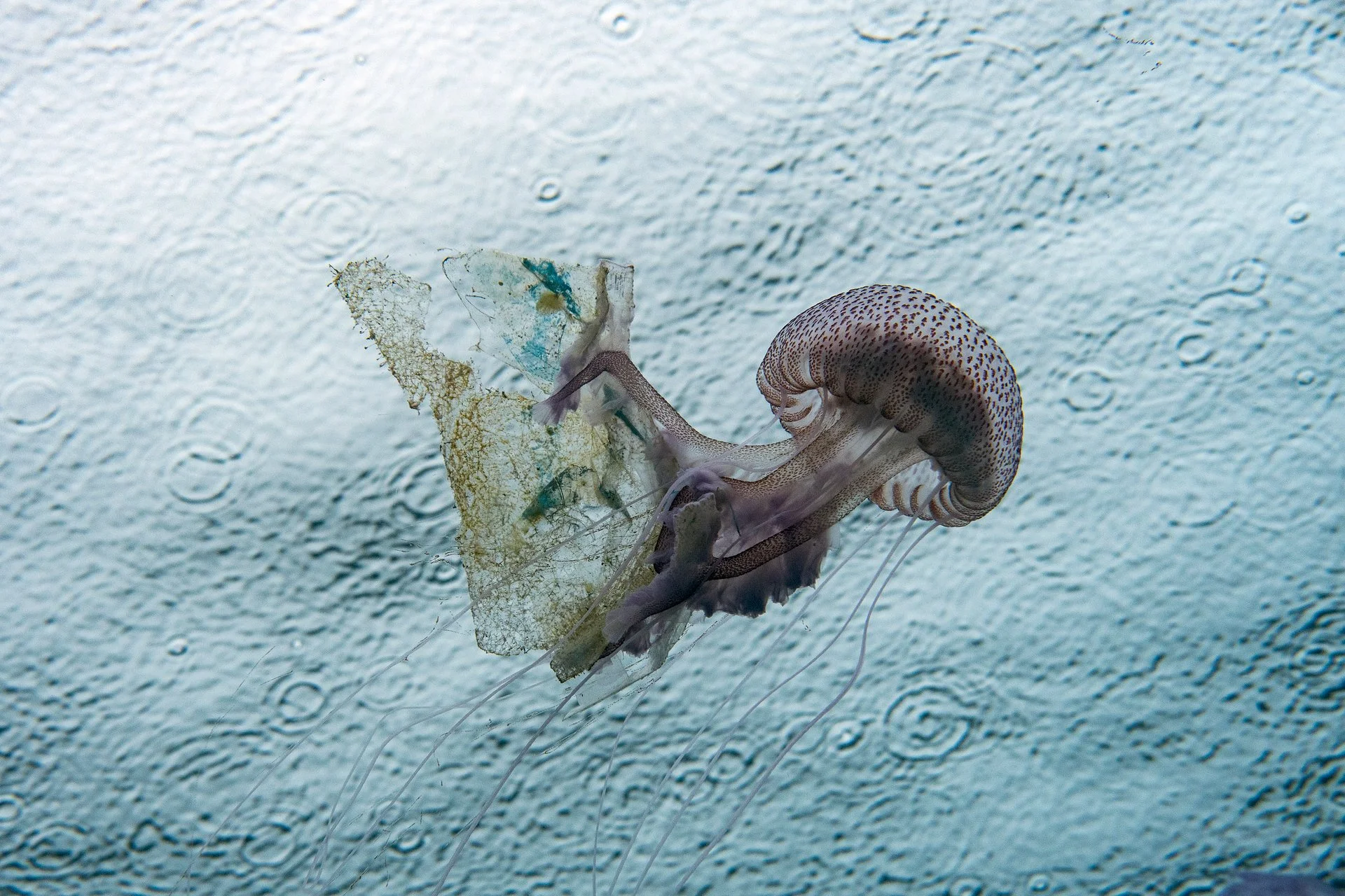 ARRASTRANDO PLASTICOS - Xavier Mas - 1r premi Consciència mediambiental