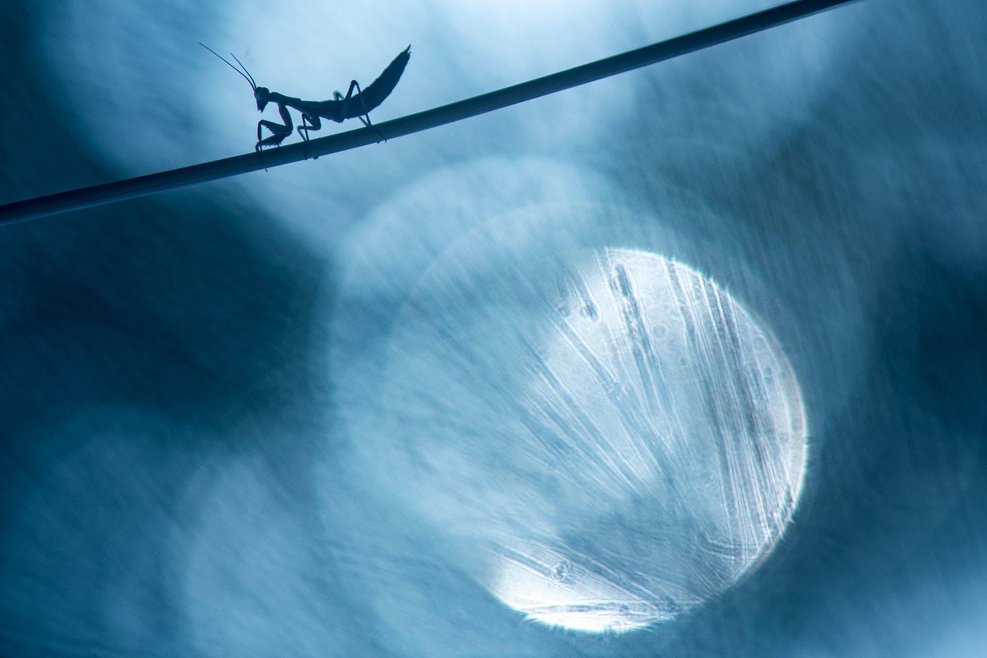 MANTIS - Xavier Mas - 1r premi Altre Fauna