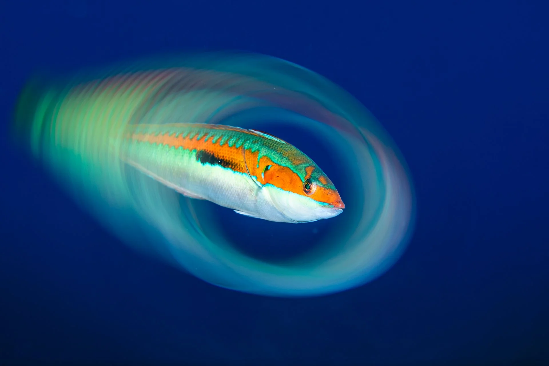 MIRADA ÚNICA - Tony Juan - 1r premi Món Submarí