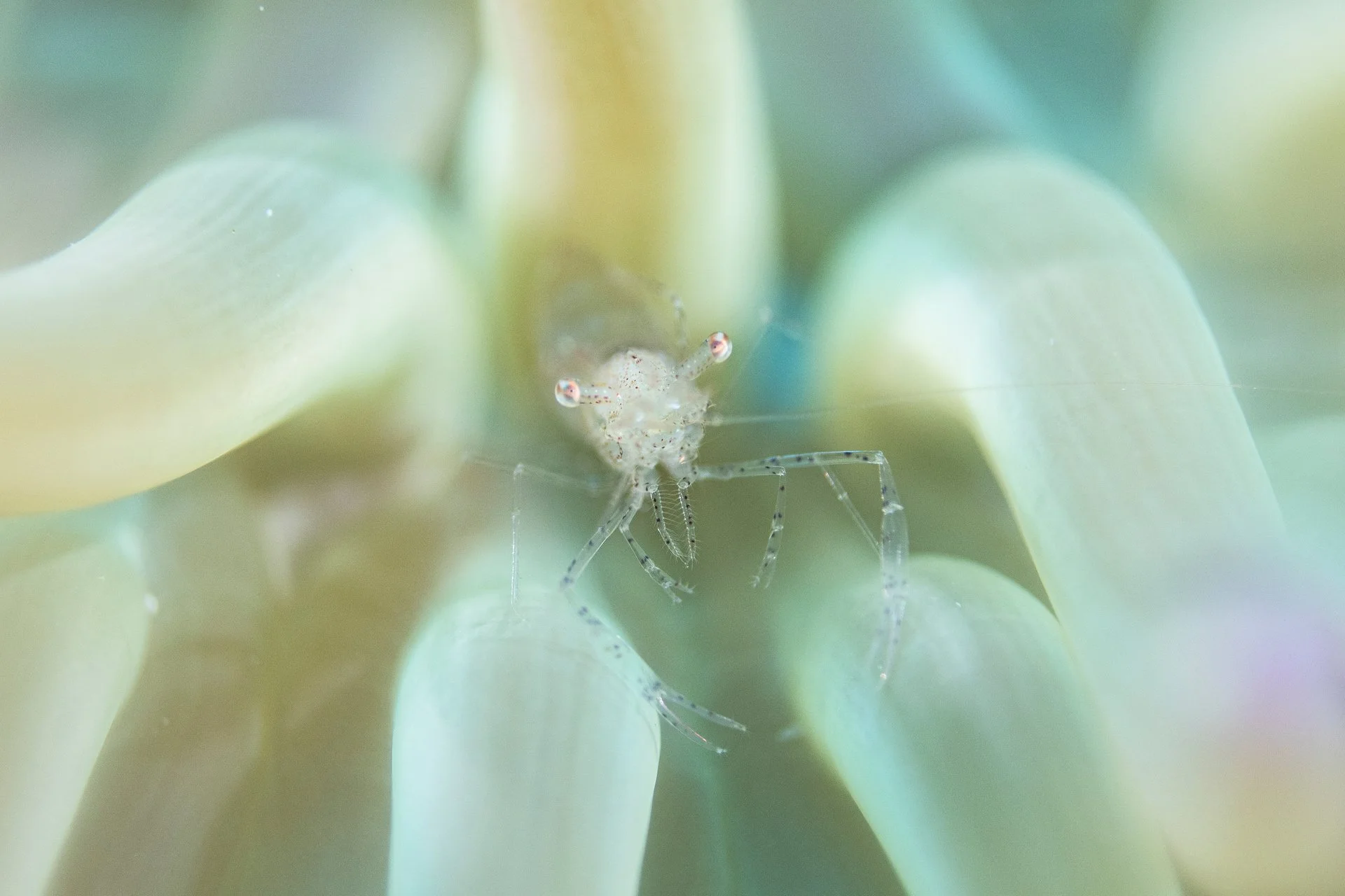 GAMBA - Xavier Mas - 2n premi Món Submarí
