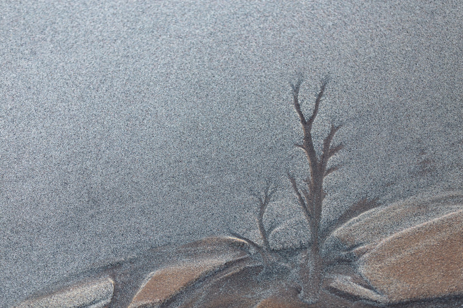 L'Arbre cremat - Damià Coll - 3r premi Art a la natura