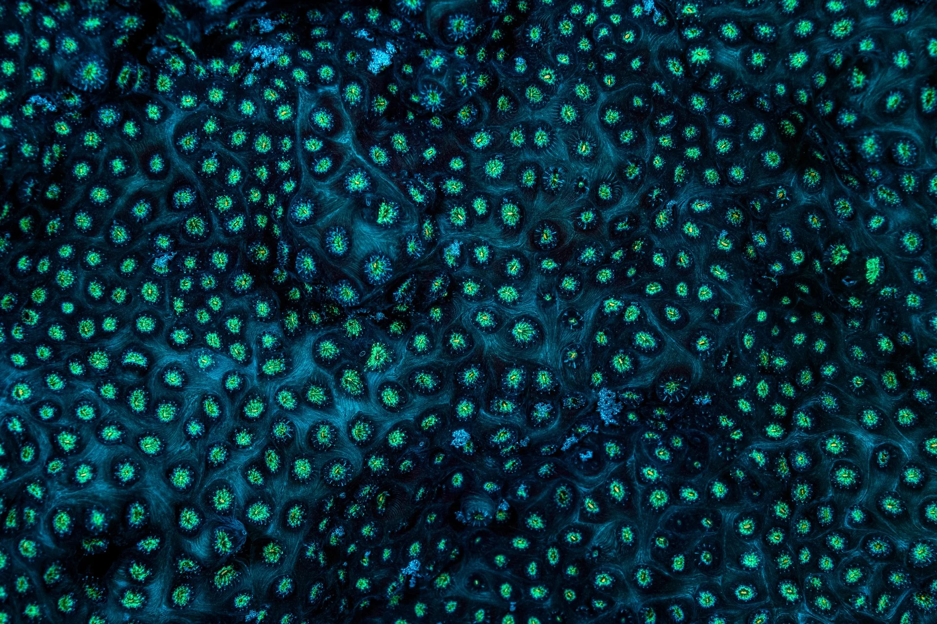 CORAL - Xavier Mas - 2n premi Art a la natura